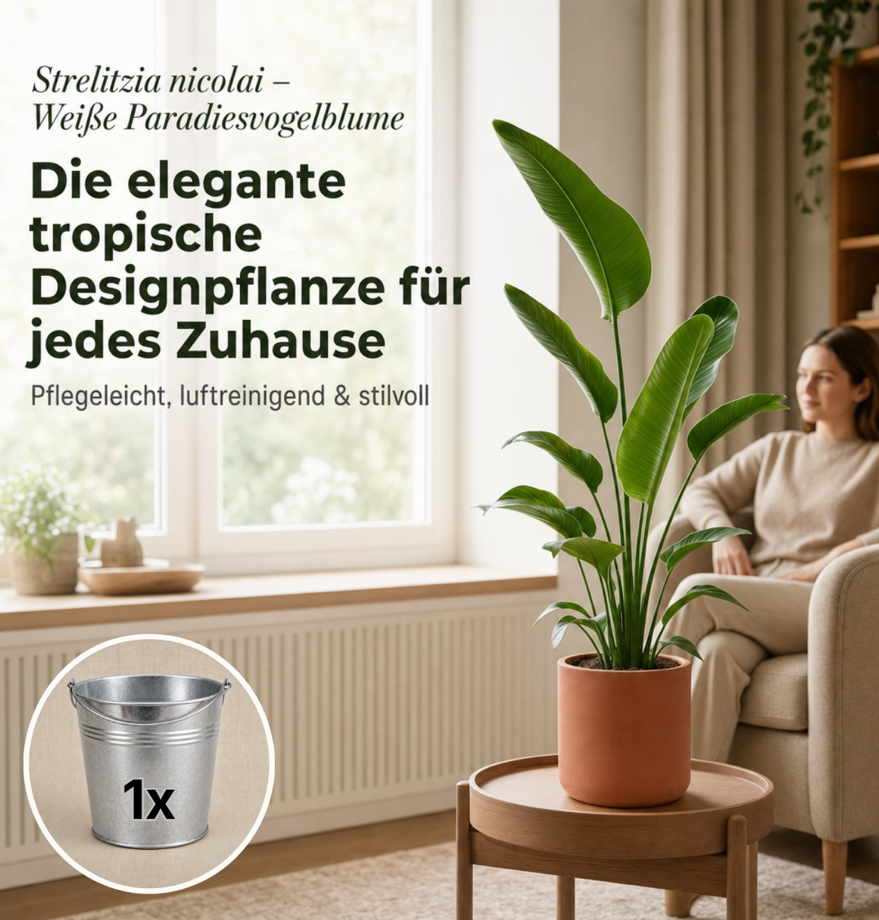 Weiße Paradiesvogelblume + 1x Zinktopf | Strelitzia Nicolai | ca. 45-55 cm | Ø 12-15 cm Topf