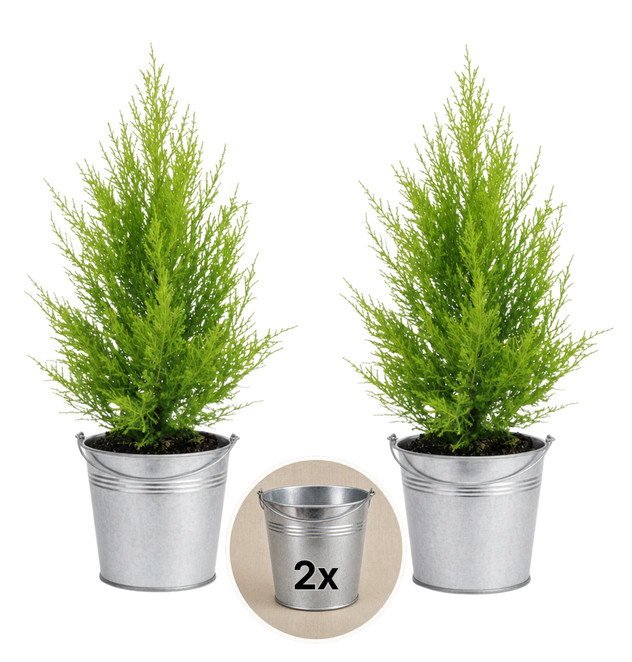 Zimmerzypresse + 2x Zinktopf | 2er-Set | Goldcrest | ca. 40-50 cm | Ø 12-15 cm Topf