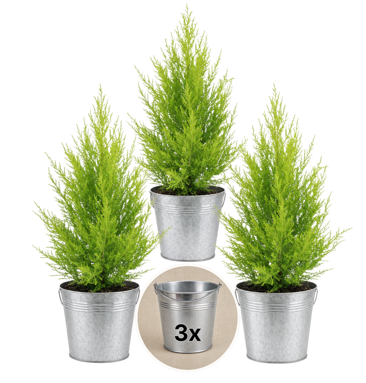 Zimmerzypresse + 3x Zinktopf | 3er-Set | Goldcrest | ca. 40-50 cm | Ø 12-15 cm Topf