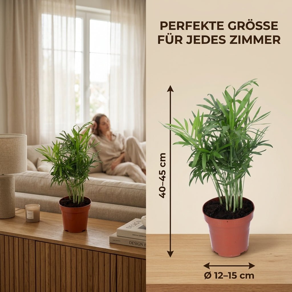 Bergpalme + 1x Seegraskorb | Chamaedorea elegans | ca. 40-45 cm | Ø 12-15 cm Topf - Blume Ideal