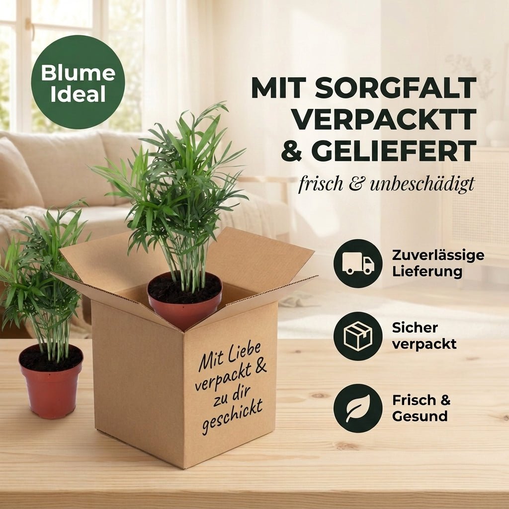 Bergpalme + 1x Seegraskorb | Chamaedorea elegans | ca. 40-45 cm | Ø 12-15 cm Topf - Blume Ideal