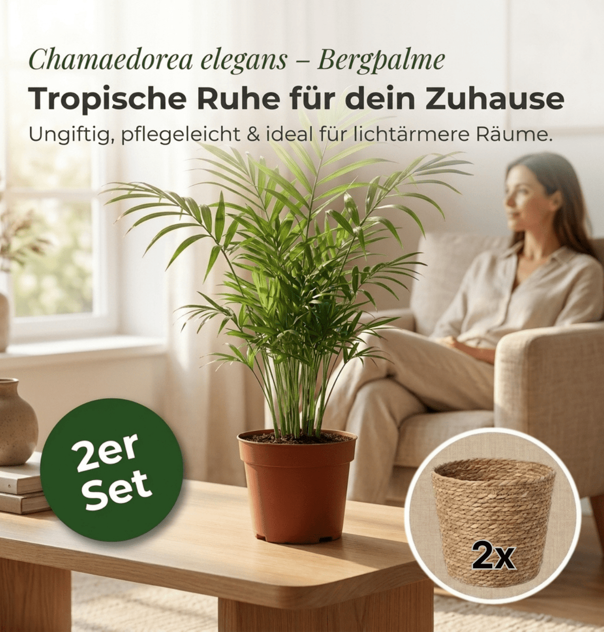 Bergpalme + 2x Seegraskorb | 2er-Set | Chamaedorea elegans | ca. 40-45 cm | Ø 12-15 cm Topf - Blume Ideal