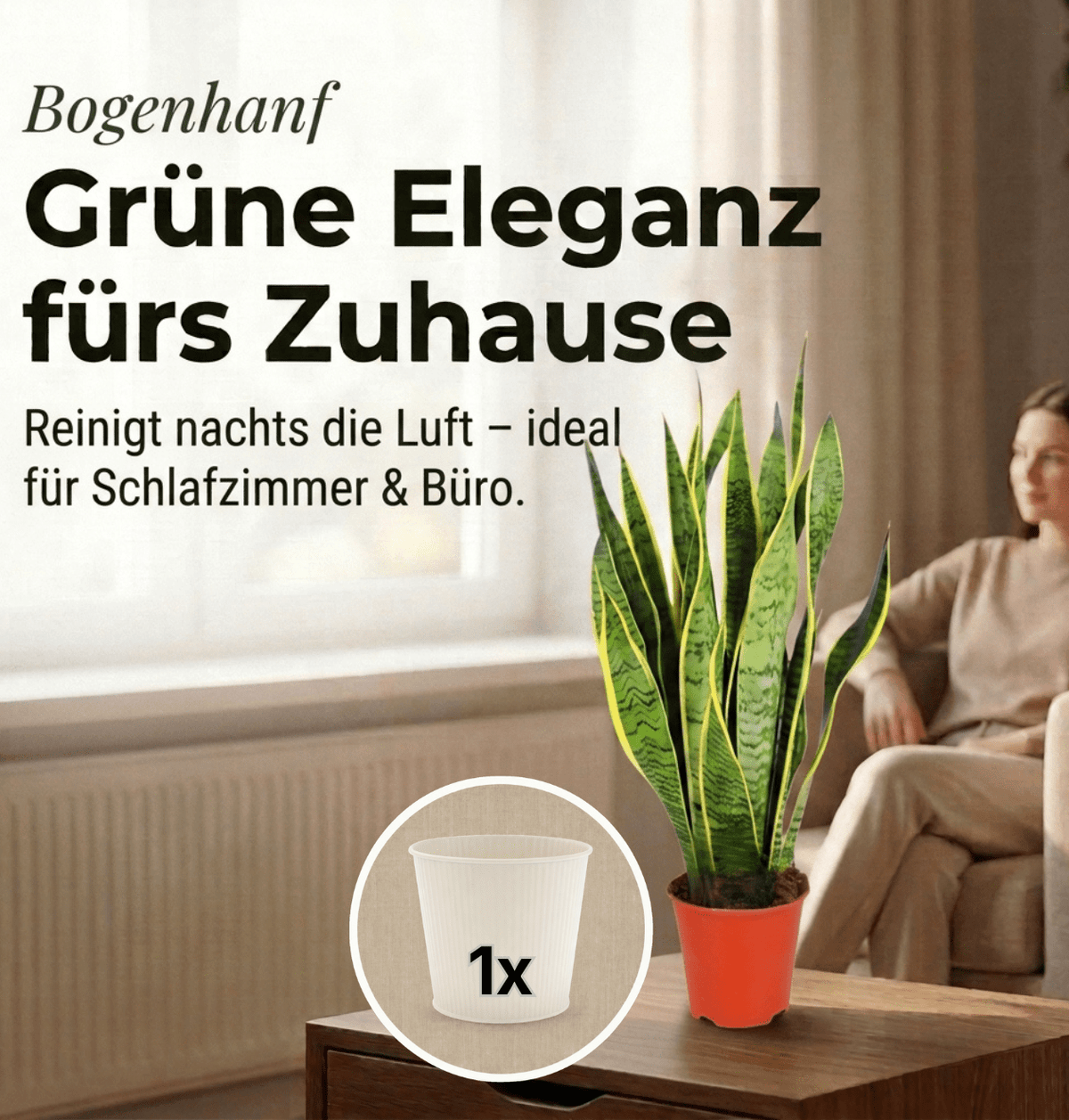 Bogenhanf + 1x Cremefarbener Zinktopf | Sansevieria | ca. 40-50 cm | Ø 12-15 cm Topf - Blume Ideal