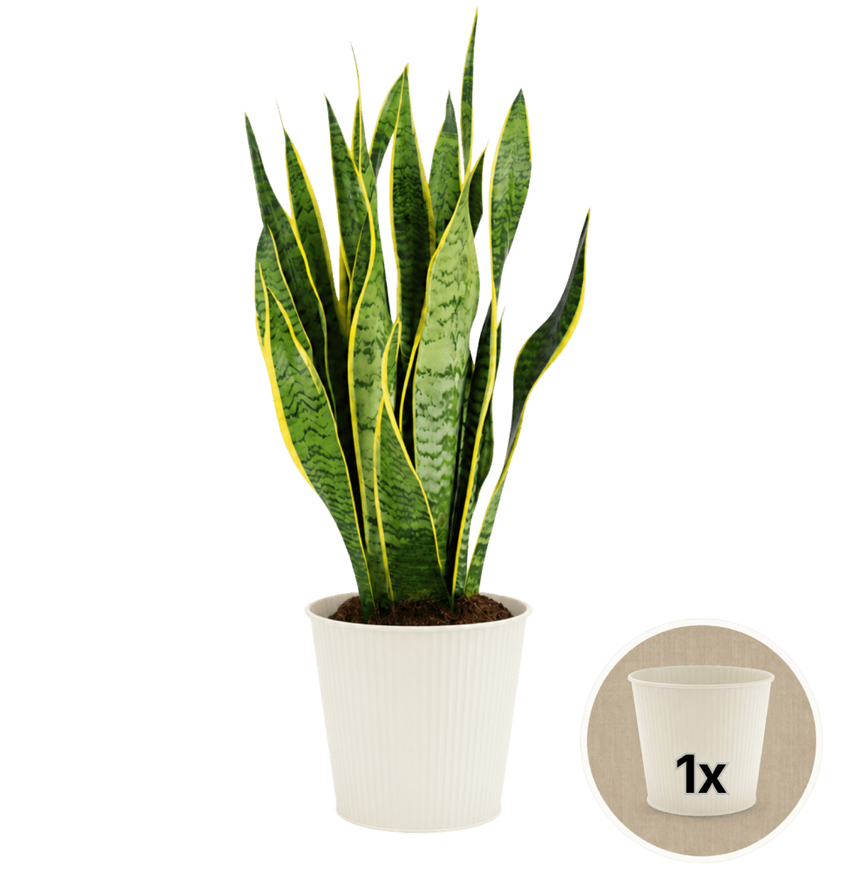 Bogenhanf + 1x Cremefarbener Zinktopf | Sansevieria | ca. 40-50 cm | Ø 12-15 cm Topf - Blume Ideal