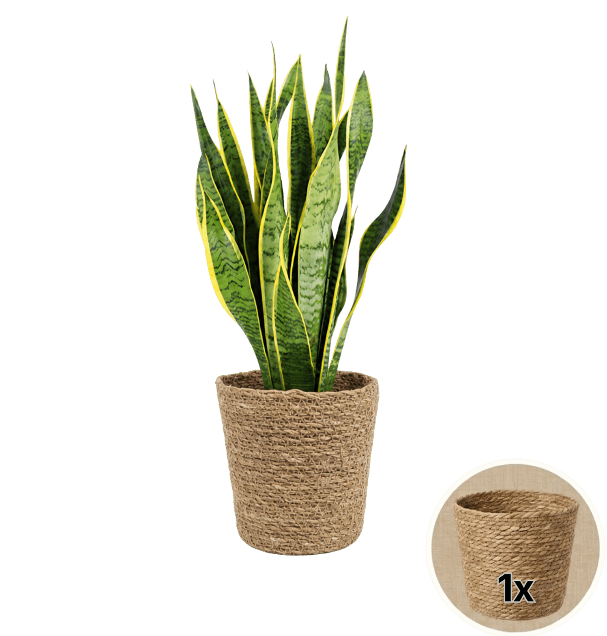 Bogenhanf + 1x Seegraskorb | Sansevieria | ca. 40-50 cm | Ø 12-15 cm Topf - Blume Ideal
