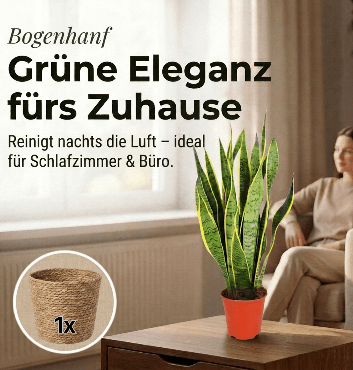 Bogenhanf + 1x Seegraskorb | Sansevieria | ca. 40-50 cm | Ø 12-15 cm Topf - Blume Ideal