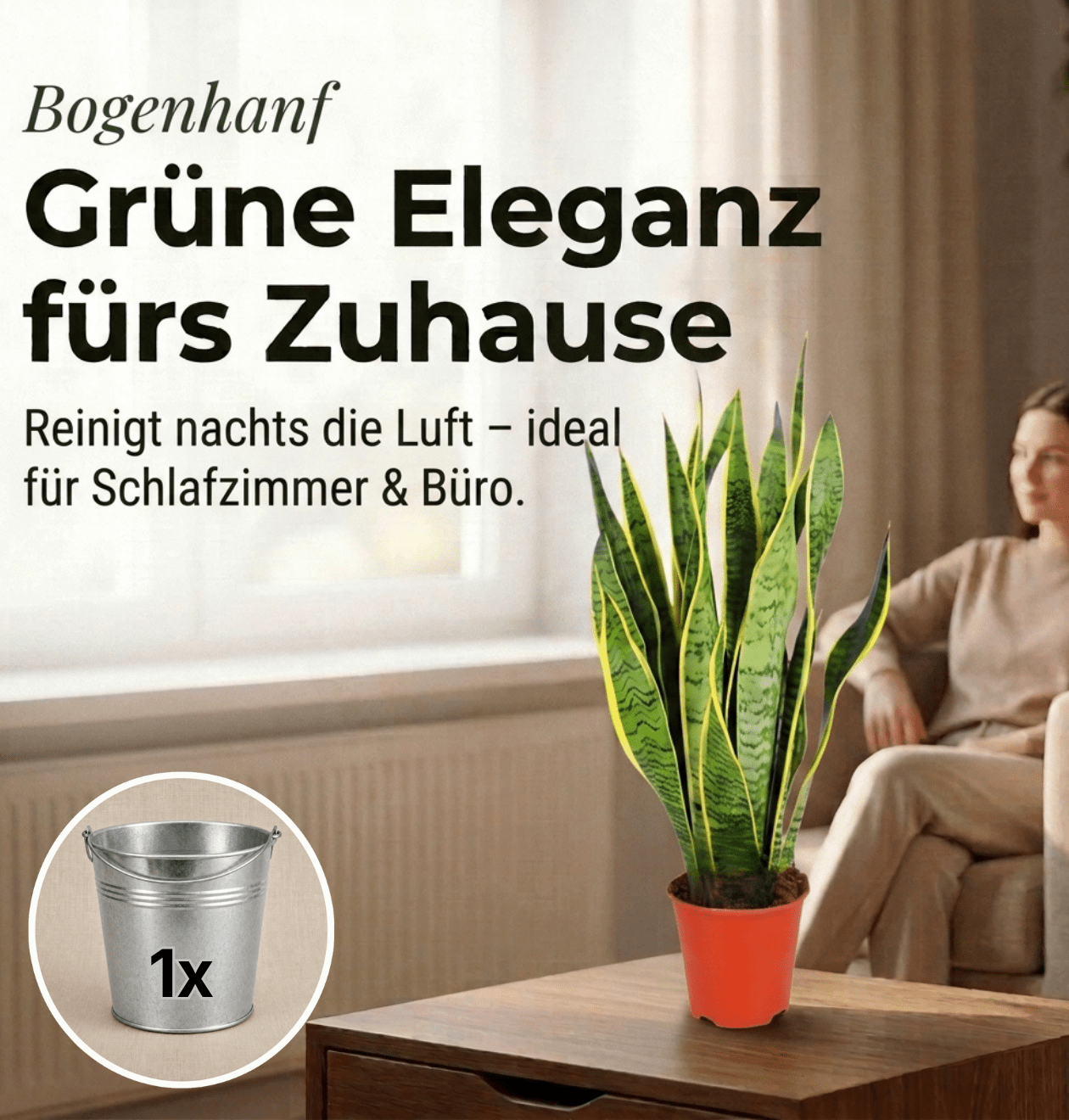 Bogenhanf + 1x Zinktopf | Sansevieria | ca. 40-50 cm | Ø 12-15 cm Topf - Blume Ideal
