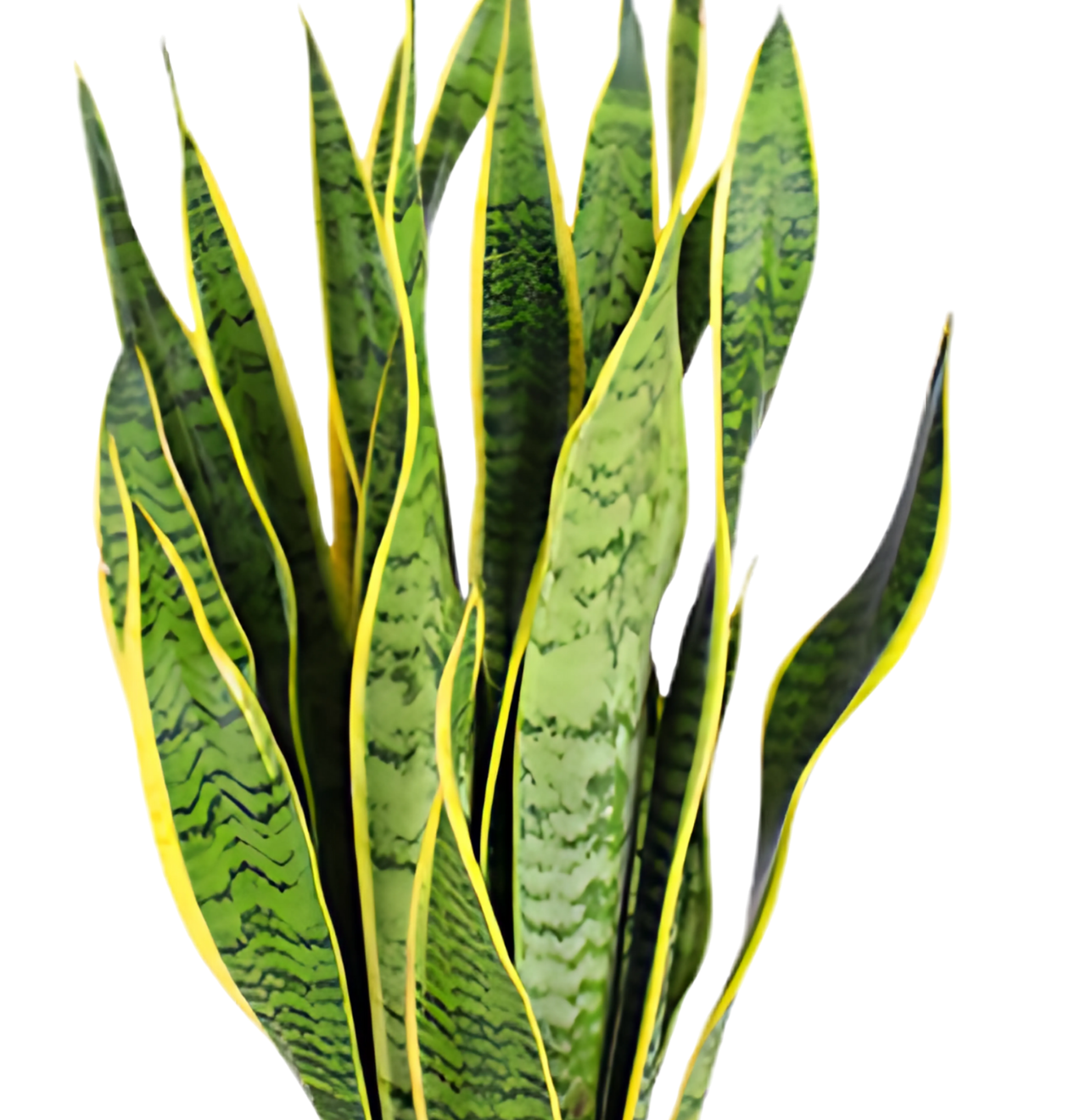 Bogenhanf | 2er - Set | Sansevieria | ca. 40 - 50 cm | Ø 12 - 15 cm Topf - Blume Ideal