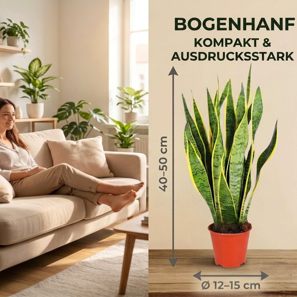 Bogenhanf + 2x Seegraskorb | 2er-Set | Sansevieria | ca. 40-50 cm | Ø 12-15 cm Topf - Blume Ideal