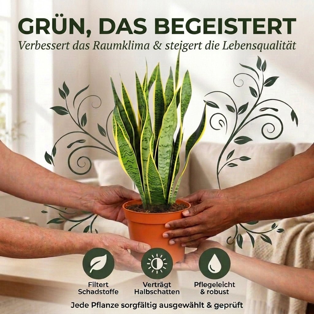 Bogenhanf + 2x Seegraskorb | 2er-Set | Sansevieria | ca. 40-50 cm | Ø 12-15 cm Topf - Blume Ideal
