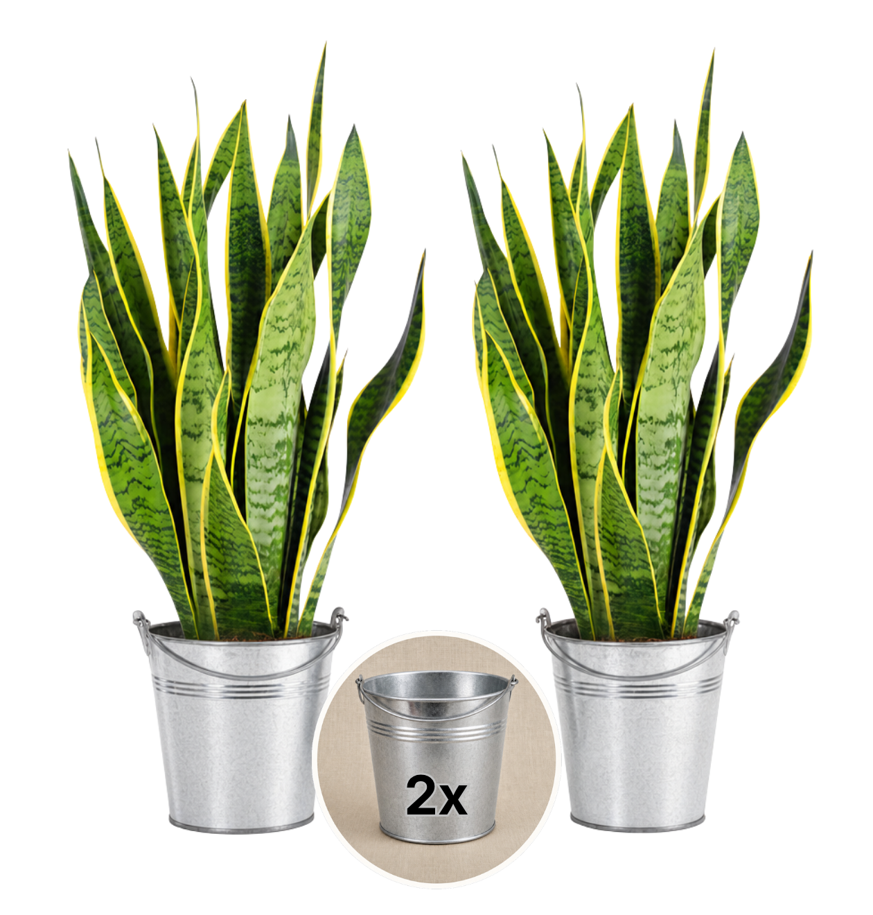 Bogenhanf + 2x Zinktopf | 2er-Set | Sansevieria | ca. 40-50 cm | Ø 12-15 cm Topf - Blume Ideal