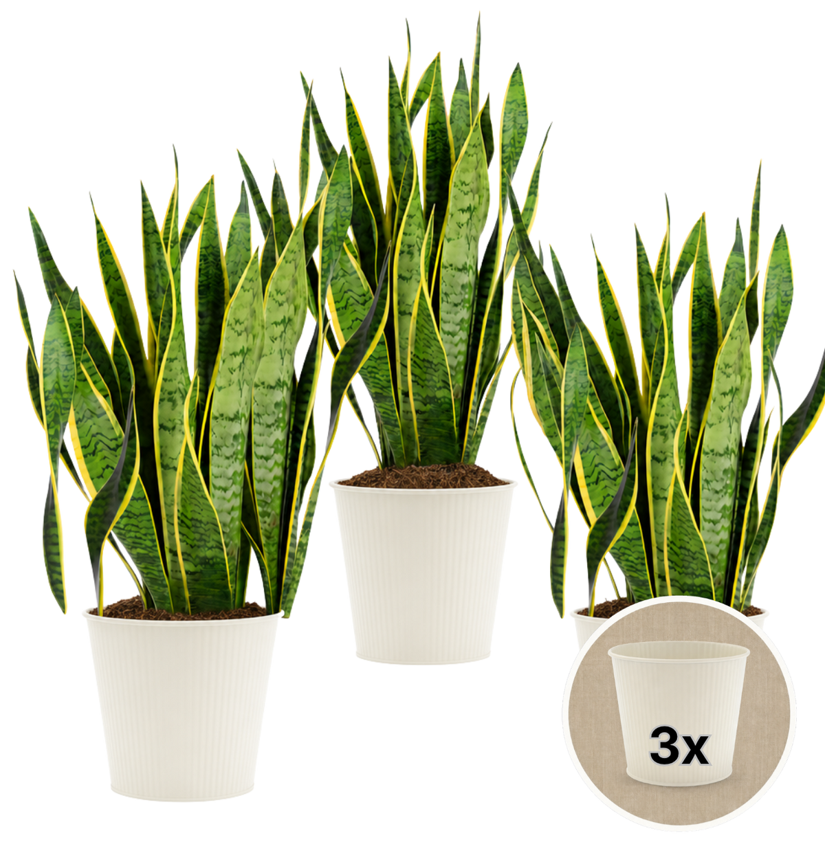 Bogenhanf + 3x Cremefarbener Zinktopf | 3er-Set | Sansevieria | ca. 40-50 cm | Ø 12-15 cm Topf - Blume Ideal