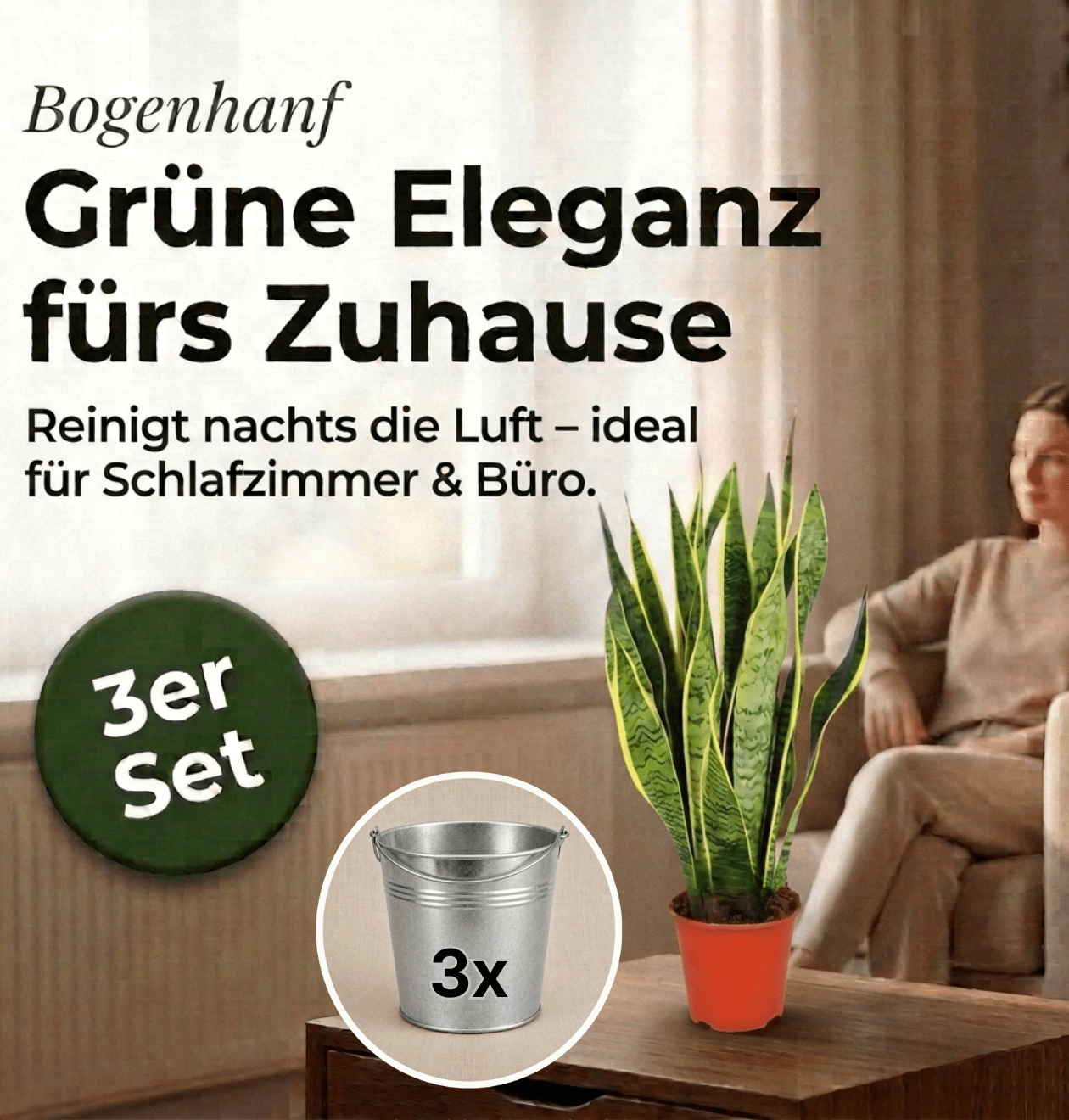 Bogenhanf + 3x Zinktopf | 3er-Set | Sansevieria | ca. 40-50 cm | Ø 12-15 cm Topf - Blume Ideal