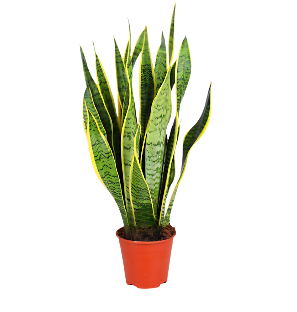 Bogenhanf | Sansevieria | ca. 40 - 50 cm | Ø 12 - 15 cm Topf - Blume Ideal