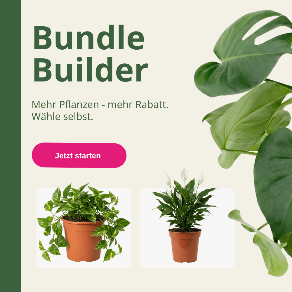 BundleBuilder - Blume Ideal
