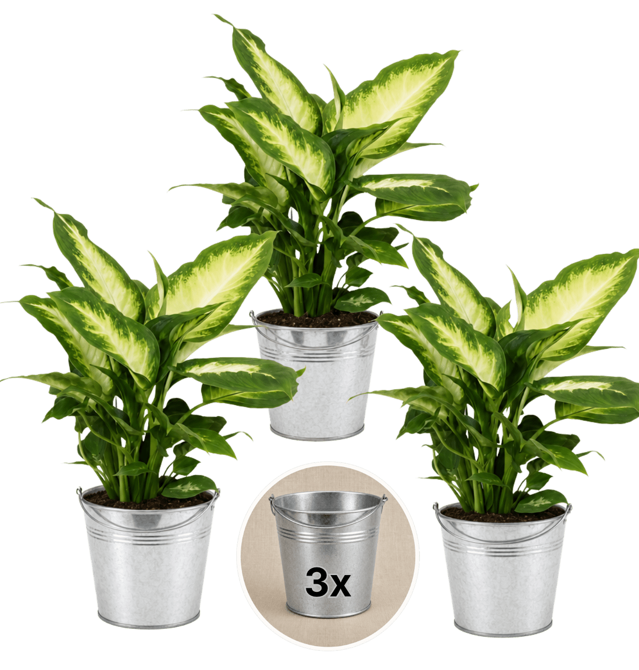 Dieffenbachia + 3x Zinktopf | 3er-Set | ca. 40-50 cm | Ø 12-15 cm Topf - Blume Ideal