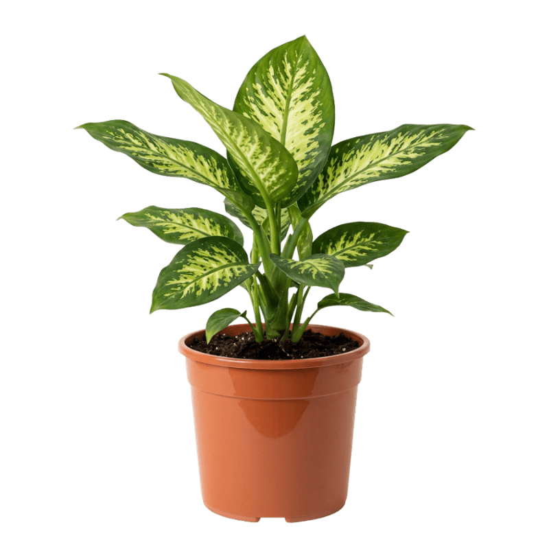 Dieffenbachie | Dieffenbachia - Blume Ideal