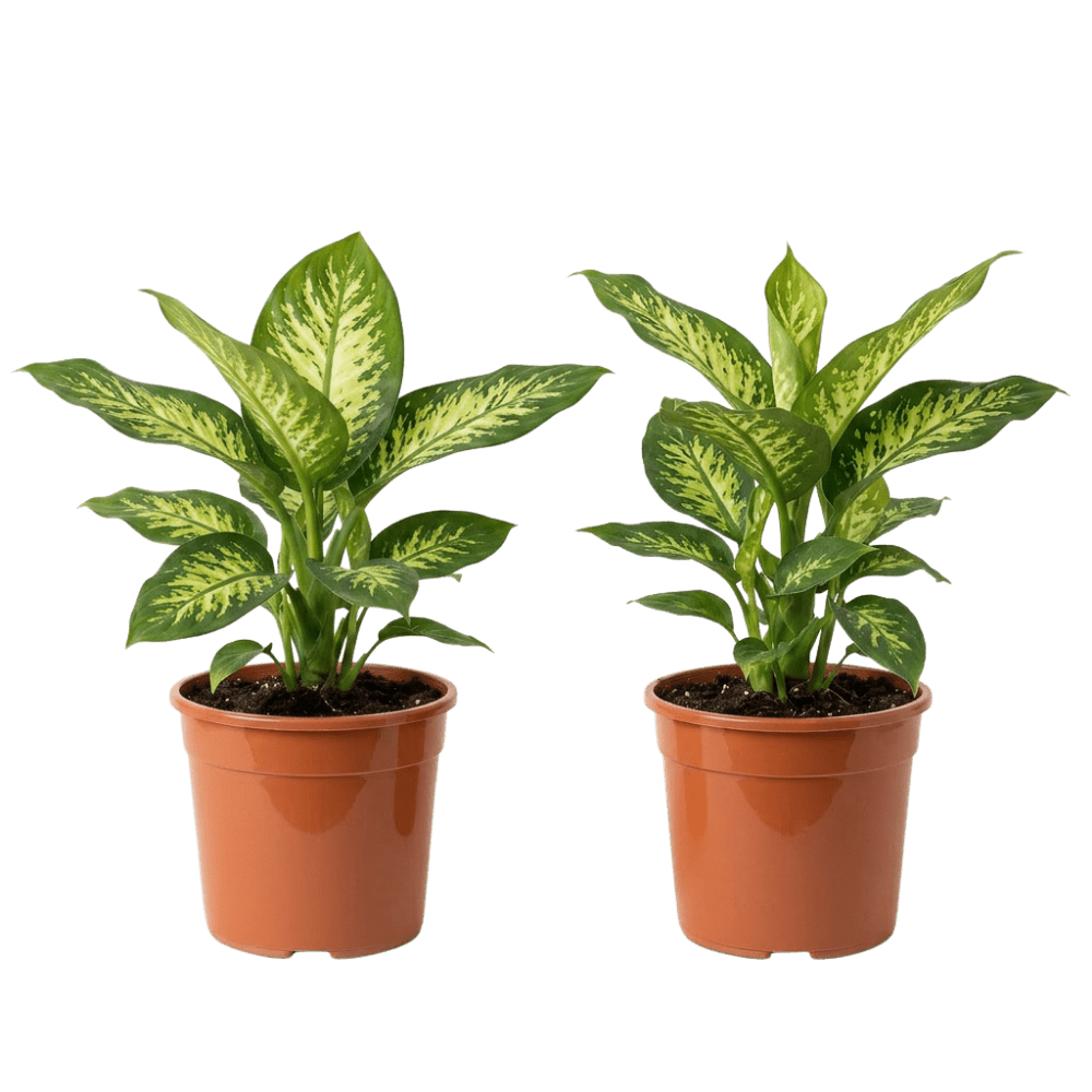 Dieffenbachie | Dieffenbachia - Blume Ideal