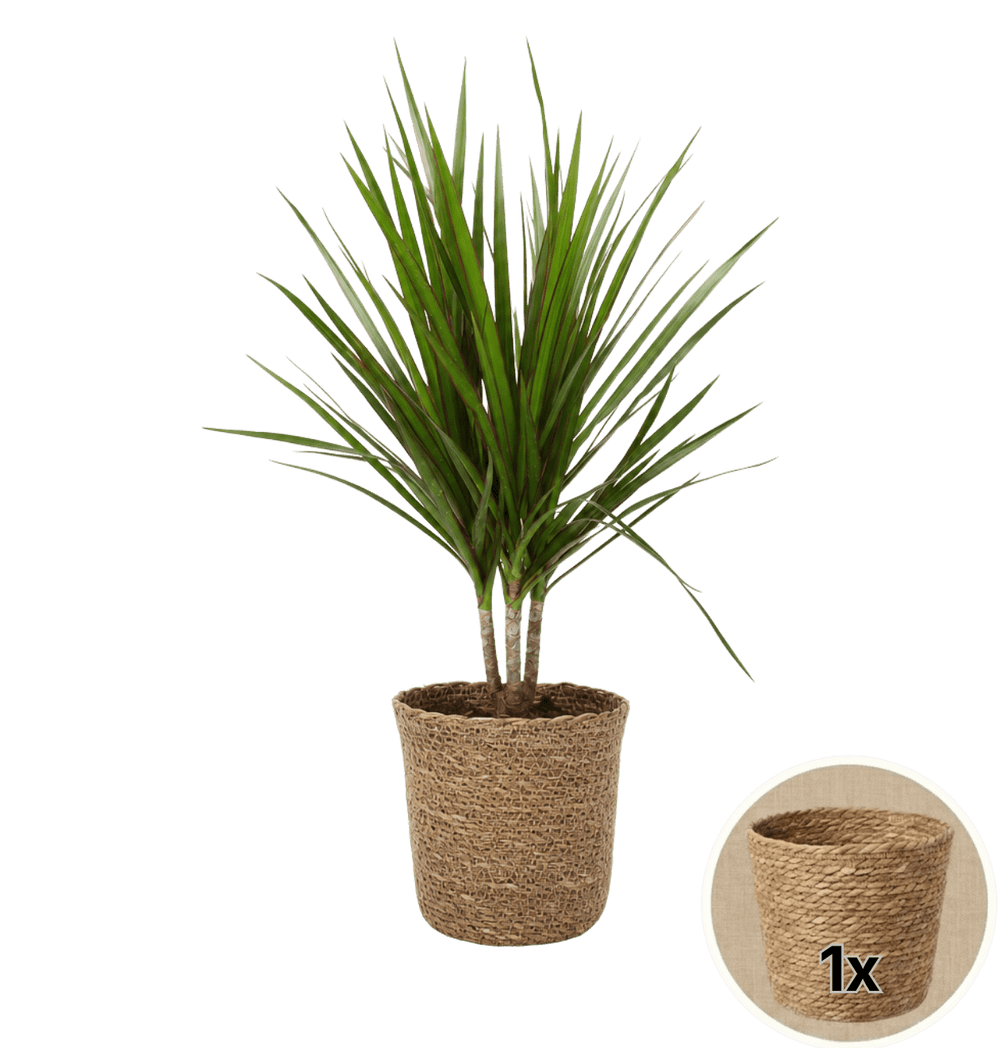 Drachenbaum + 1x Seegraskorb | Dracaena | ca. 40-50 cm | Ø 12-15 cm Topf - Blume Ideal