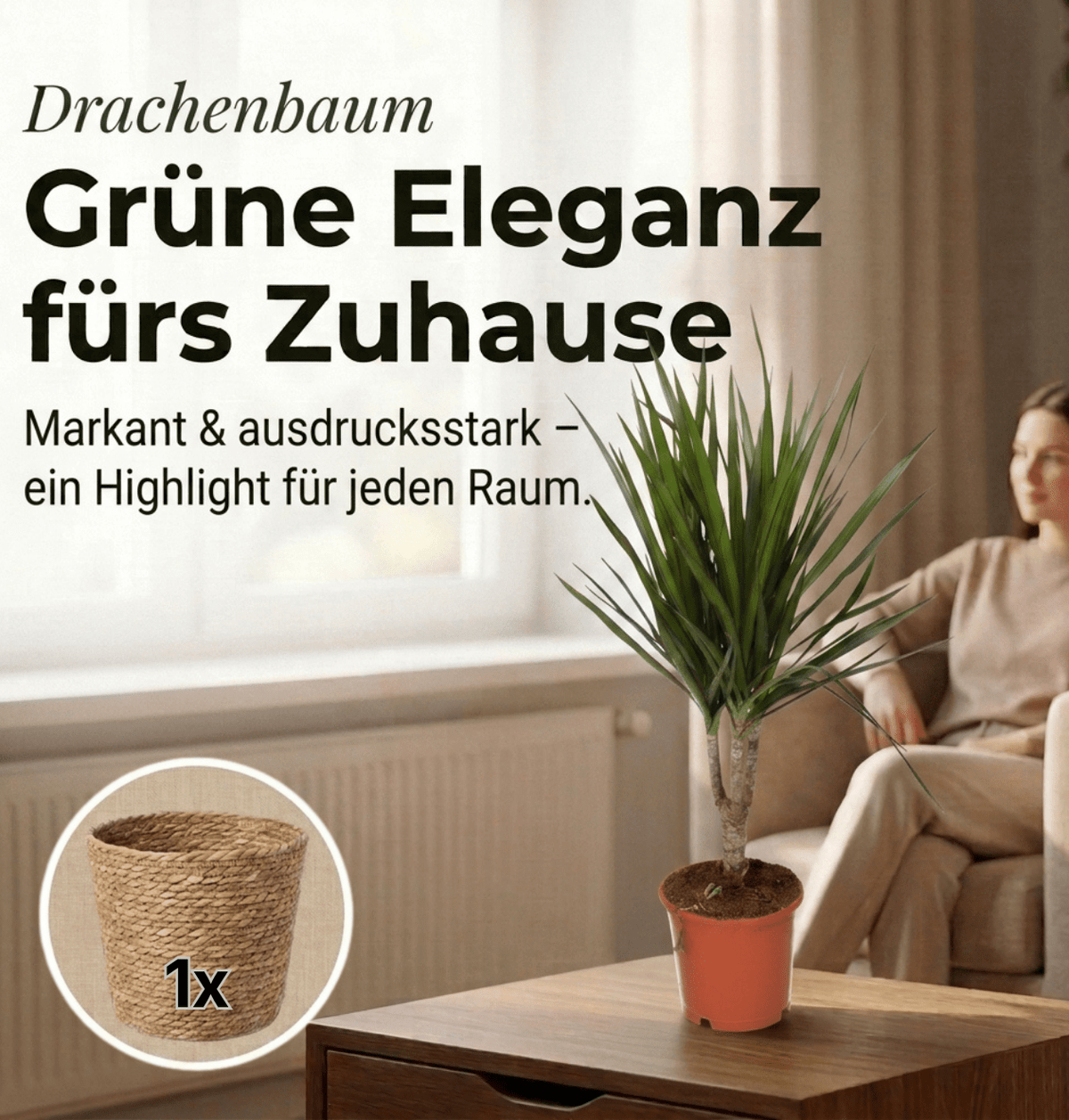 Drachenbaum + 1x Seegraskorb | Dracaena | ca. 40-50 cm | Ø 12-15 cm Topf - Blume Ideal