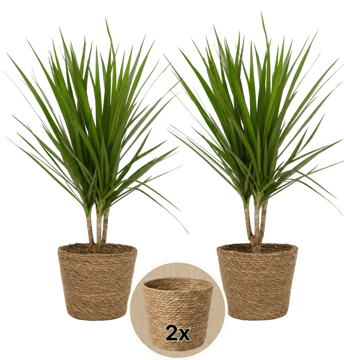 Drachenbaum + 2x Seegraskorb | 2er-Set | Dracaena | ca. 40-50 cm | Ø 12-15 cm Topf - Blume Ideal