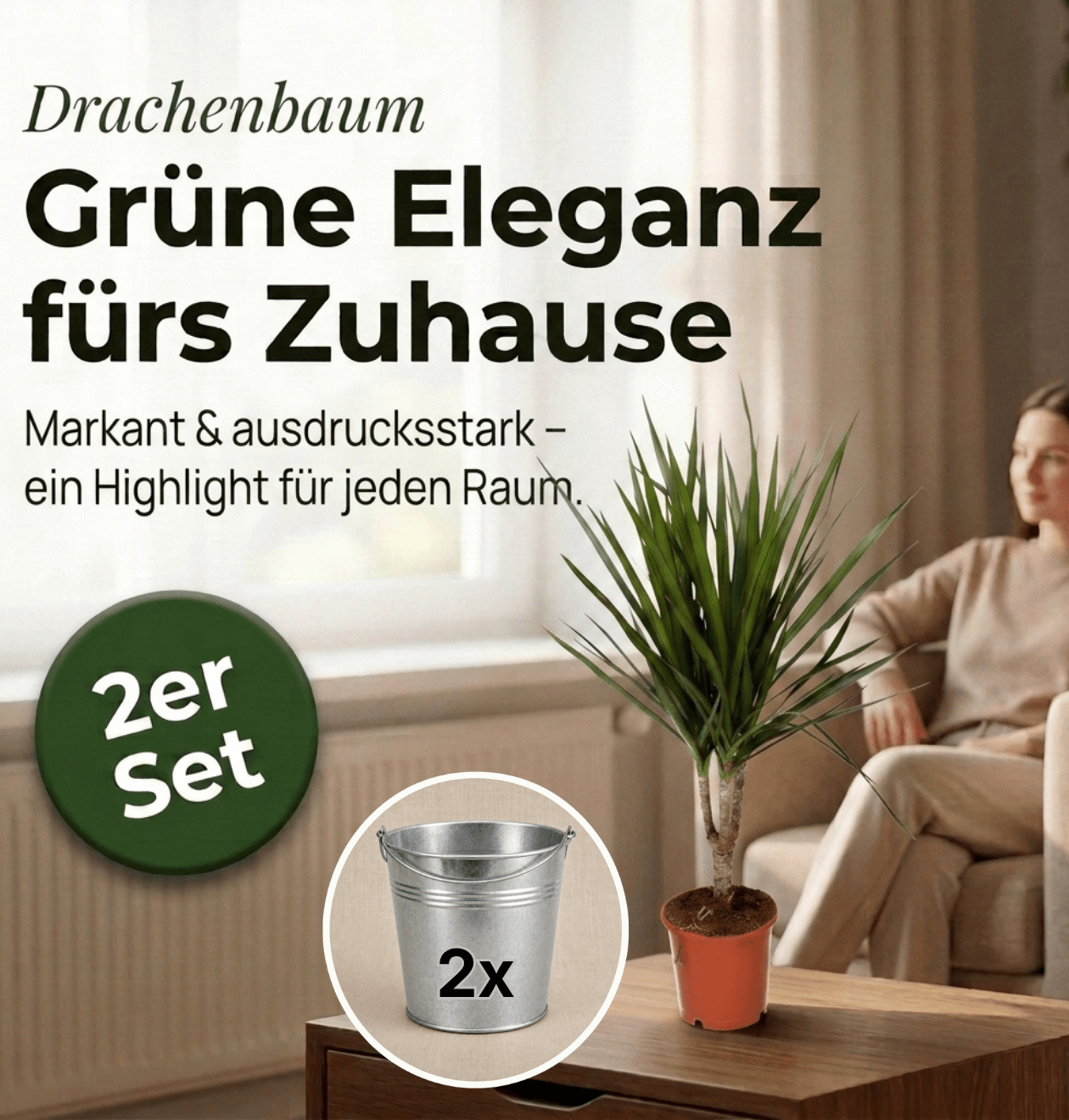 Drachenbaum + 2x Zinktopf | 2er-Set | Dracaena | ca. 40-50 cm | Ø 12-15 cm Topf - Blume Ideal