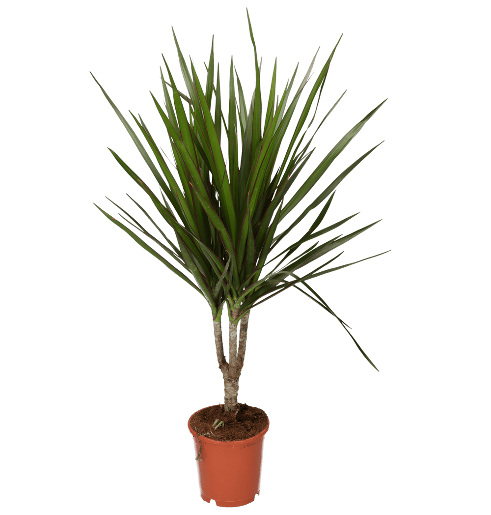 Drachenbaum | Dracaena | ca. 40 - 50 cm | Ø 12 - 15 cm Topf - Blume Ideal