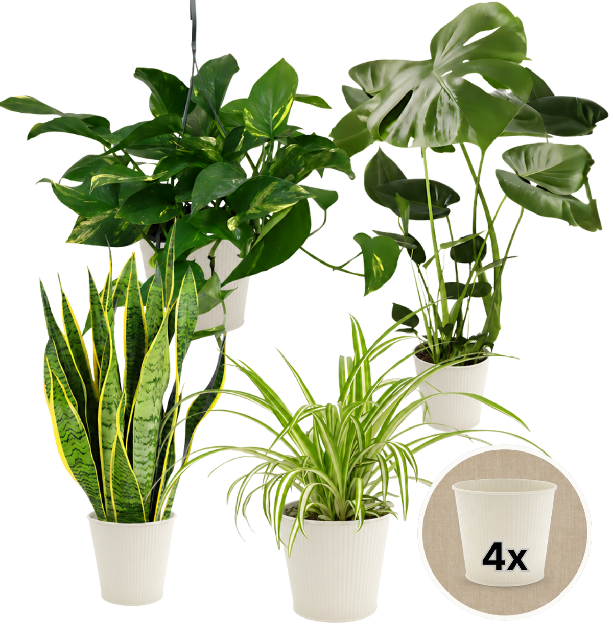 “EasyCare” Pflanzenset + 4x Cremefarbener Zinktopf | 4er-Set | ca. 30-60 cm | Ø 12-15 cm Topf - Blume Ideal