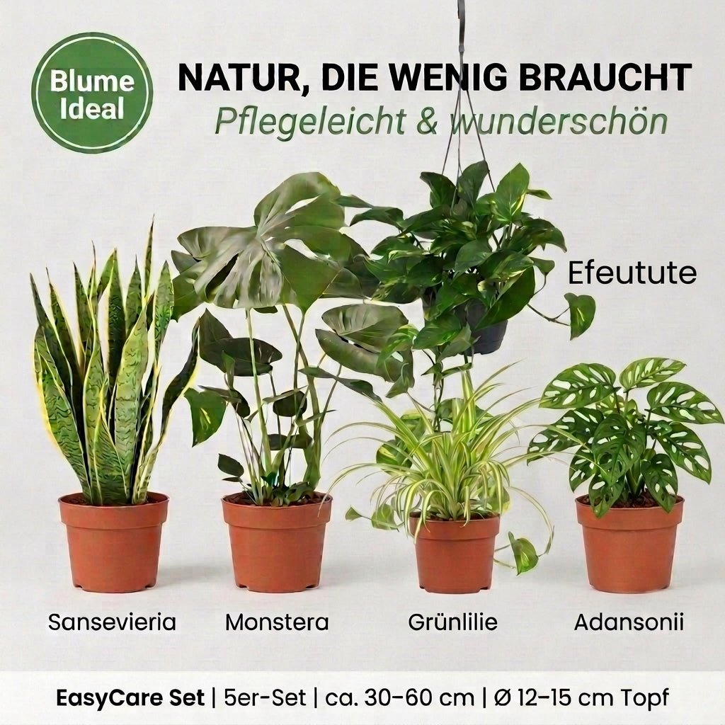 “EasyCare” Pflanzenset + Zinktopf | 5er - Set | ca. 30 - 60 cm | Ø 12 - 15 cm Topf - Blume Ideal
