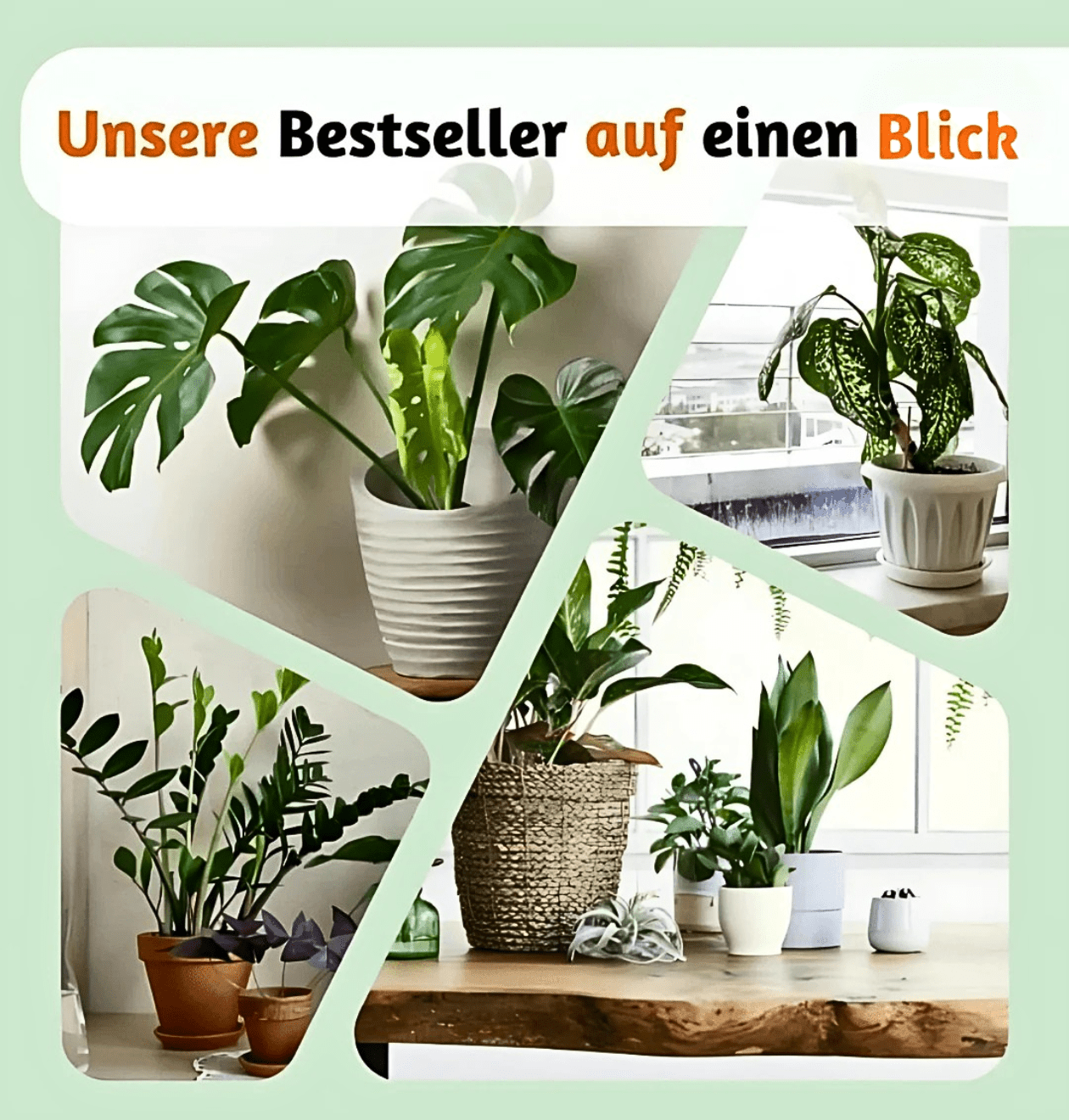 EasyCare Starter Set | 4er - Set + Zubehör | Monstera | Bogenhanf | Efeutute | Grünlilie | +/ - 30 - 60cm | ø 12 - 15cm Topf - Blume Ideal