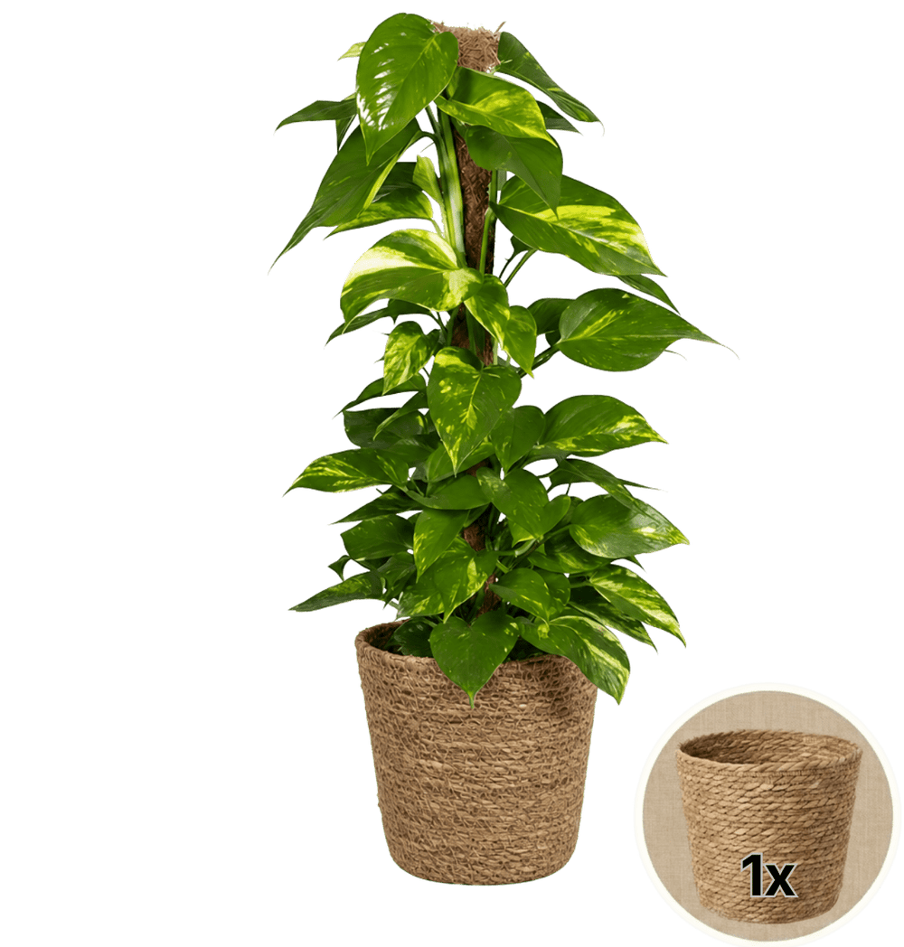 Efeutute am Moosstab + 1x Seegraskorb | Epipremnum Aureum | ca. 50-60 cm | Ø 12-15 cm Topf - Blume Ideal
