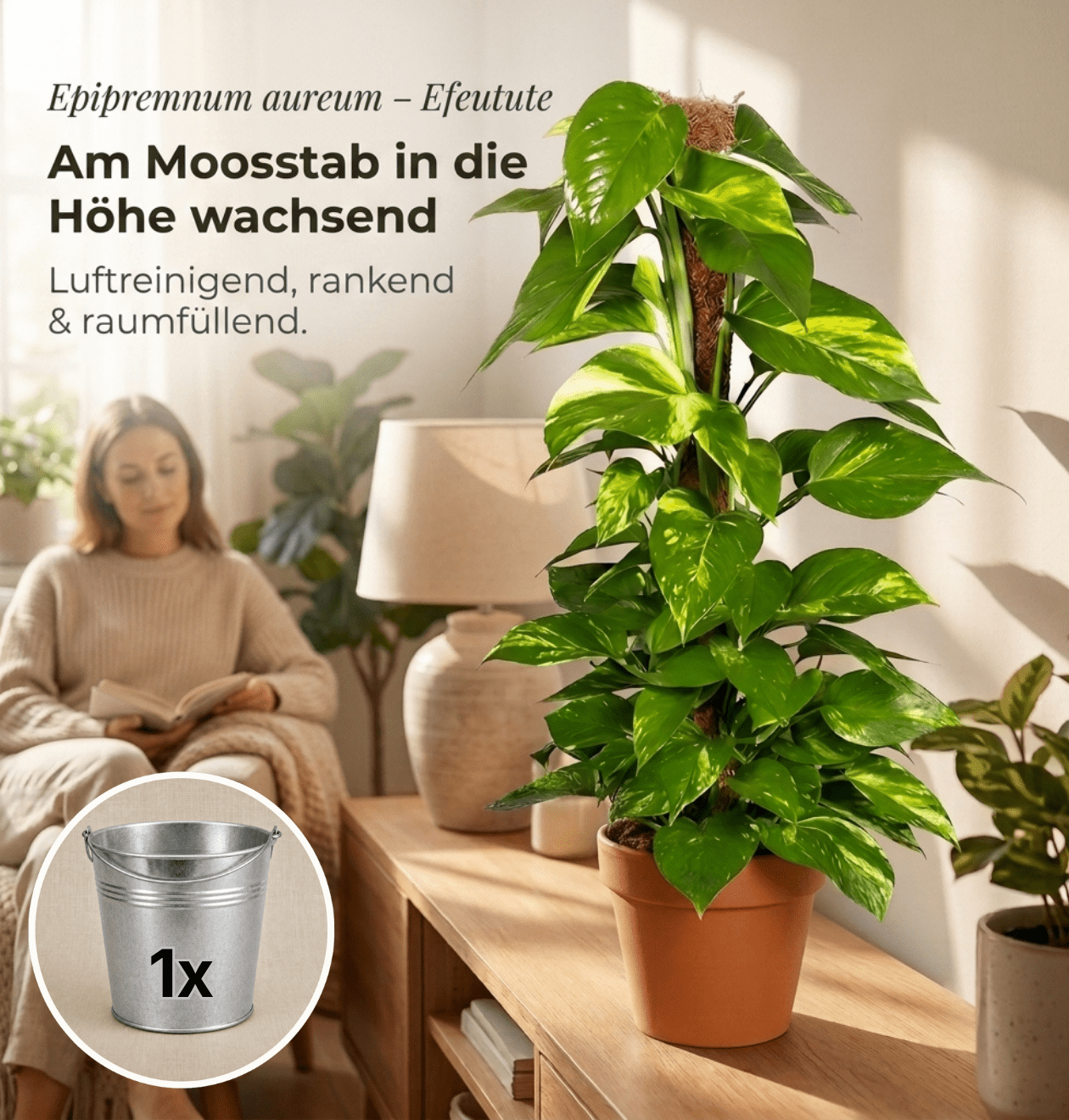 Efeutute am Moosstab + 1x Zinktopf | Epipremnum Aureum | ca. 50-60 cm | Ø 12-15 cm Topf - Blume Ideal