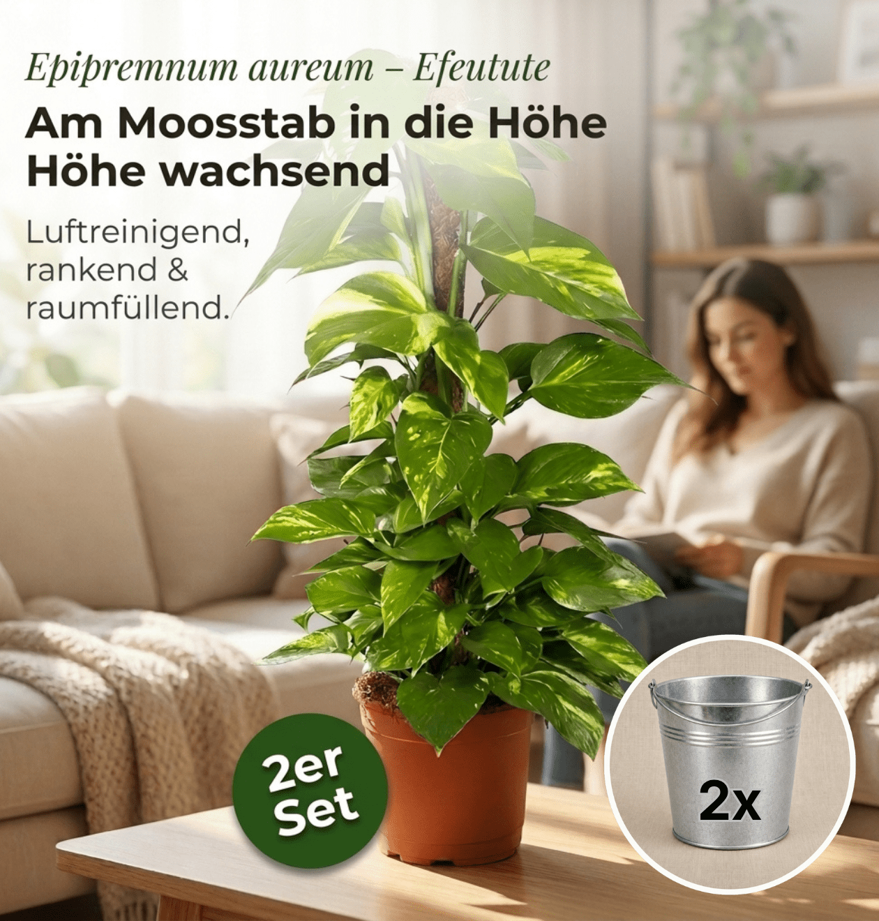 Efeutute am Moosstab + 2x Zinktopf | 2er-Set | Epipremnum Aureum | ca. 50-60 cm | Ø 12-15 cm Topf - Blume Ideal