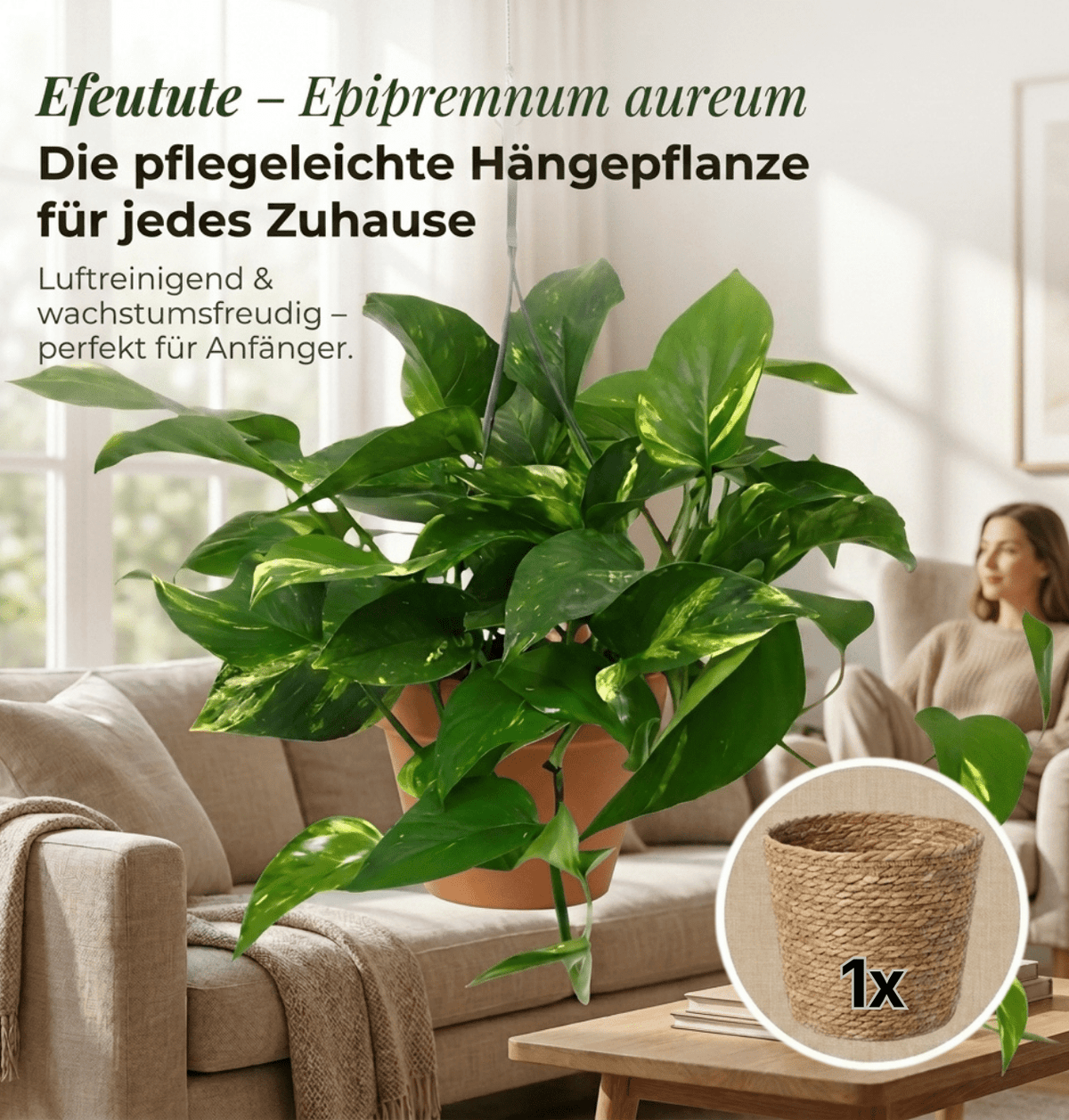 Efeutute (hängend) + 1x Seegraskorb | Epipremnum aureum | ca. 30-35 cm | Ø 12-15 cm Topf - Blume Ideal