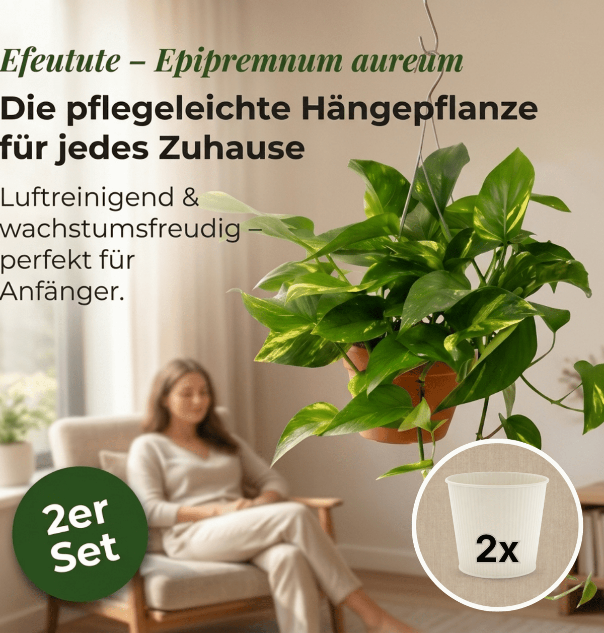 Efeutute (hängend) + 2x Cremefarbener Zinktopf | 2er-Set | Epipremnum aureum | ca. 30-35 cm | Ø 12-15 cm Topf - Blume Ideal