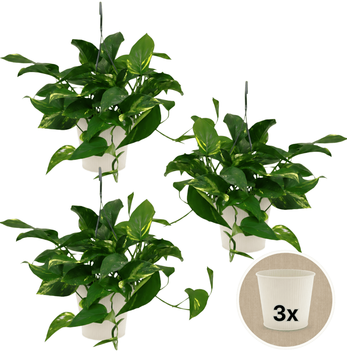 Efeutute (hängend) + 3x Cremefarbener Zinktopf | 3er-Set | Epipremnum aureum | ca. 30-35 cm | Ø 12-15 cm Topf - Blume Ideal