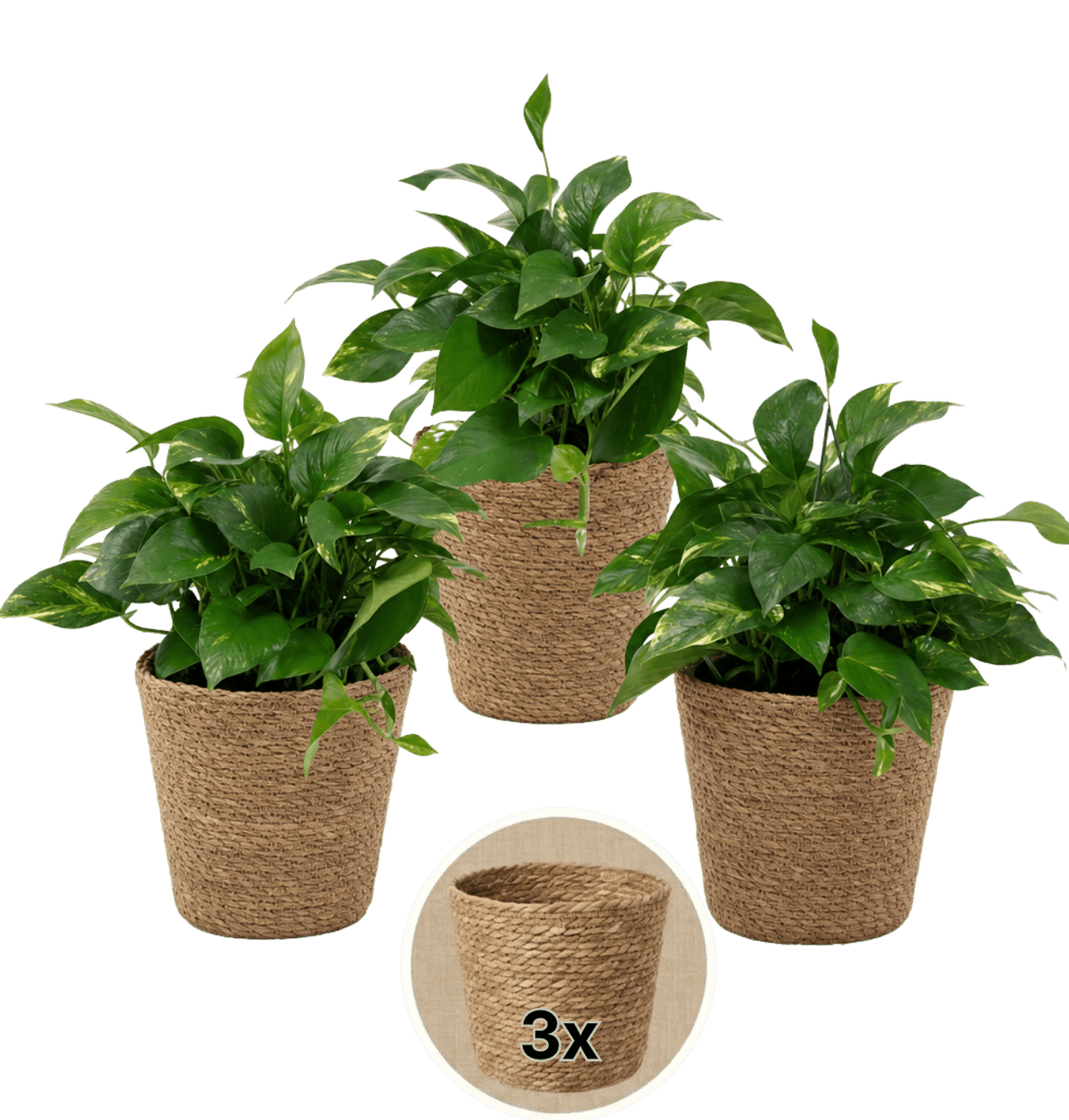 Efeutute (hängend) + 3x Seegraskorb | 3er-Set | Epipremnum aureum | ca. 30-35 cm | Ø 12-15 cm Topf - Blume Ideal