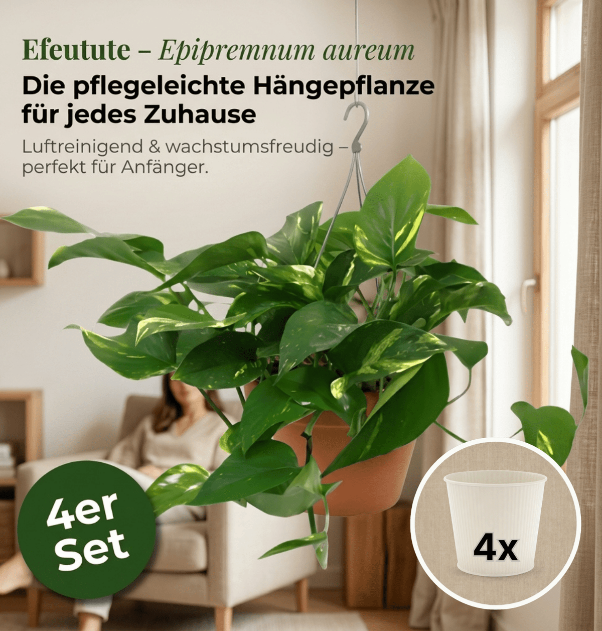 Efeutute (hängend) + 4x Cremefarbener Zinktopf | 4er-Set | Epipremnum aureum | ca. 30-35 cm | Ø 12-15 cm Topf - Blume Ideal