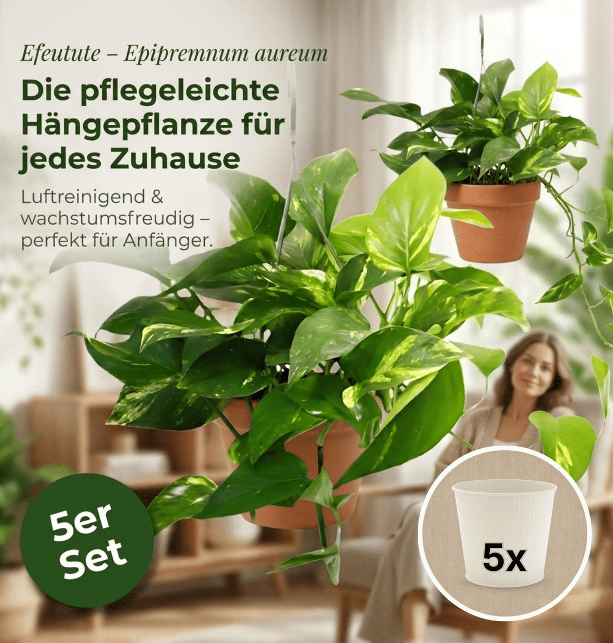Efeutute (hängend) + 5x Cremefarbener Zinktopf | 5er-Set | Epipremnum aureum | ca. 30-35 cm | Ø 12-15 cm Topf - Blume Ideal