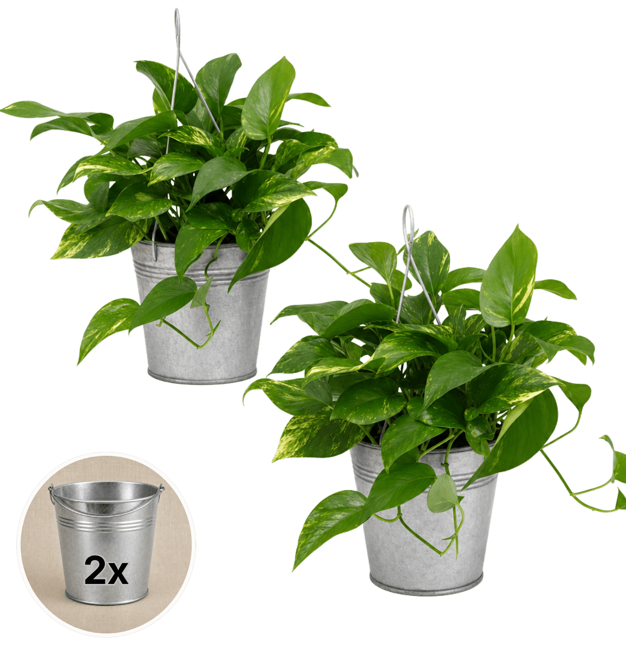 Efeutute (hängend) + Zinktopf | 2er - Set | Epipremnum aureum | ca. 30 - 35 cm | Ø 12 - 15 cm Topf - Blume Ideal