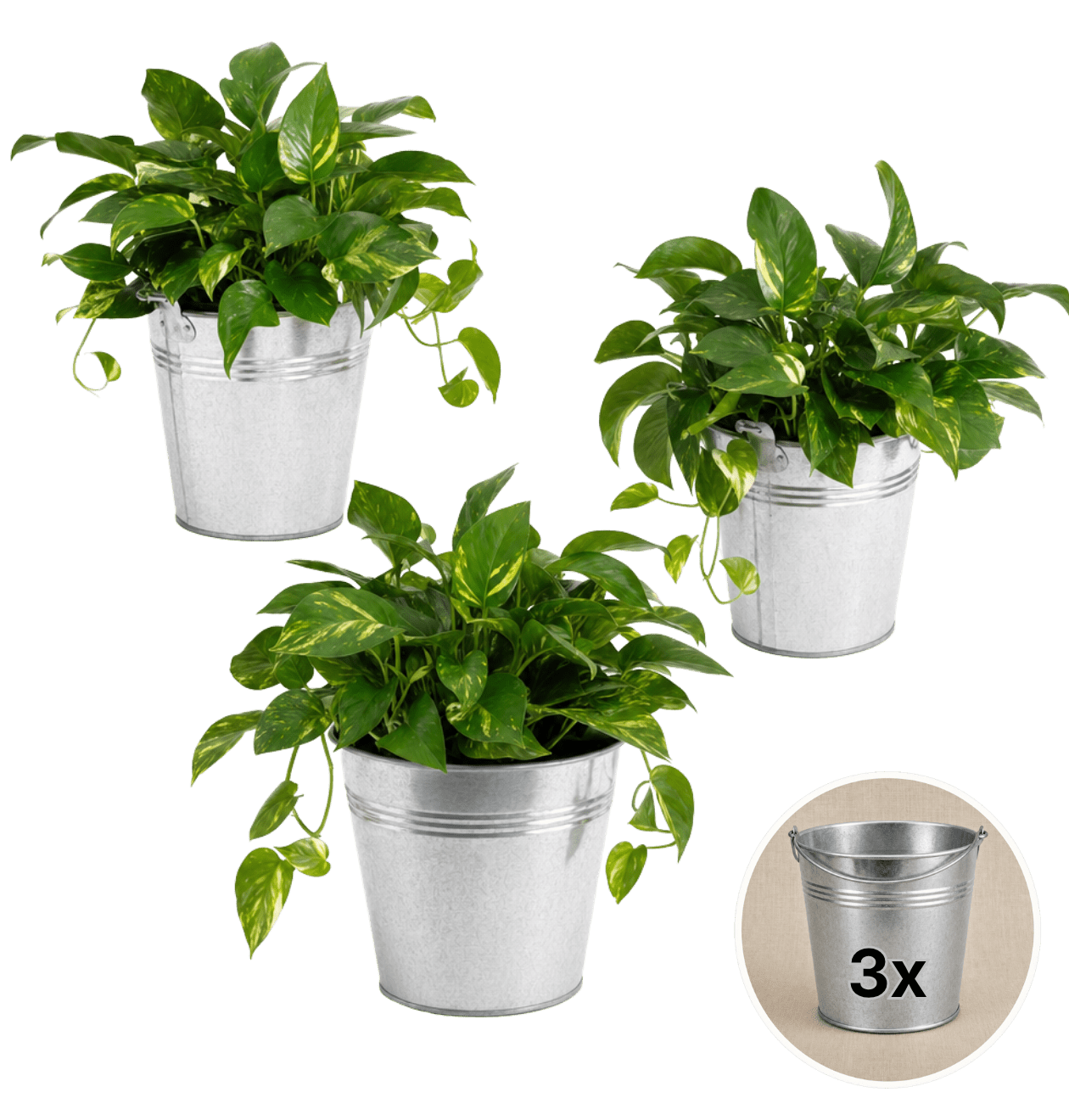 Efeutute (hängend) + Zinktopf | 3er - Set | Epipremnum aureum | ca. 30 - 35 cm | Ø 12 - 15 cm Topf - Blume Ideal