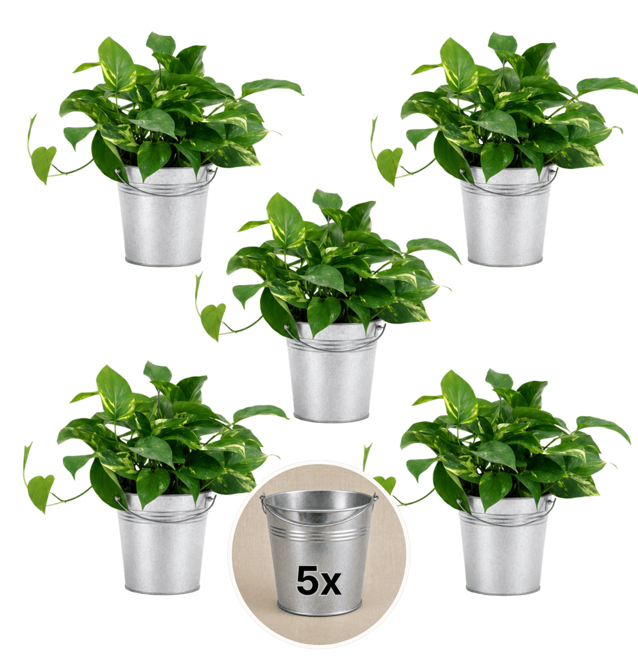 Efeutute (hängend) + Zinktopf | 5er - Set | Epipremnum aureum | ca. 30 - 35 cm | Ø 12 - 15 cm Topf - Blume Ideal