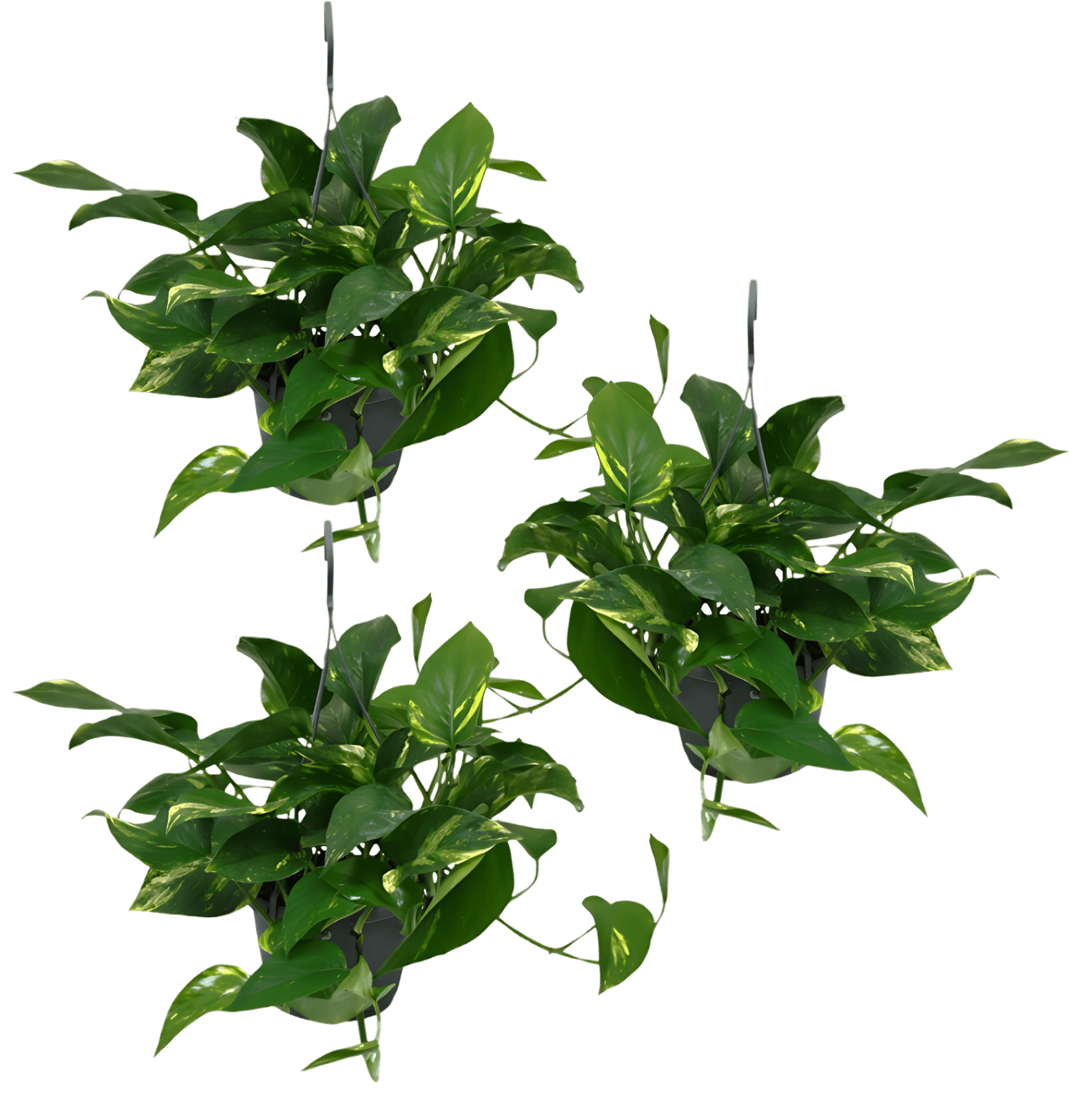 Efeutute (hängend) | 3er - Set | Epipremnum aureum | ca. 30 - 35 cm | Ø 12 - 15 cm Topf - Blume Ideal