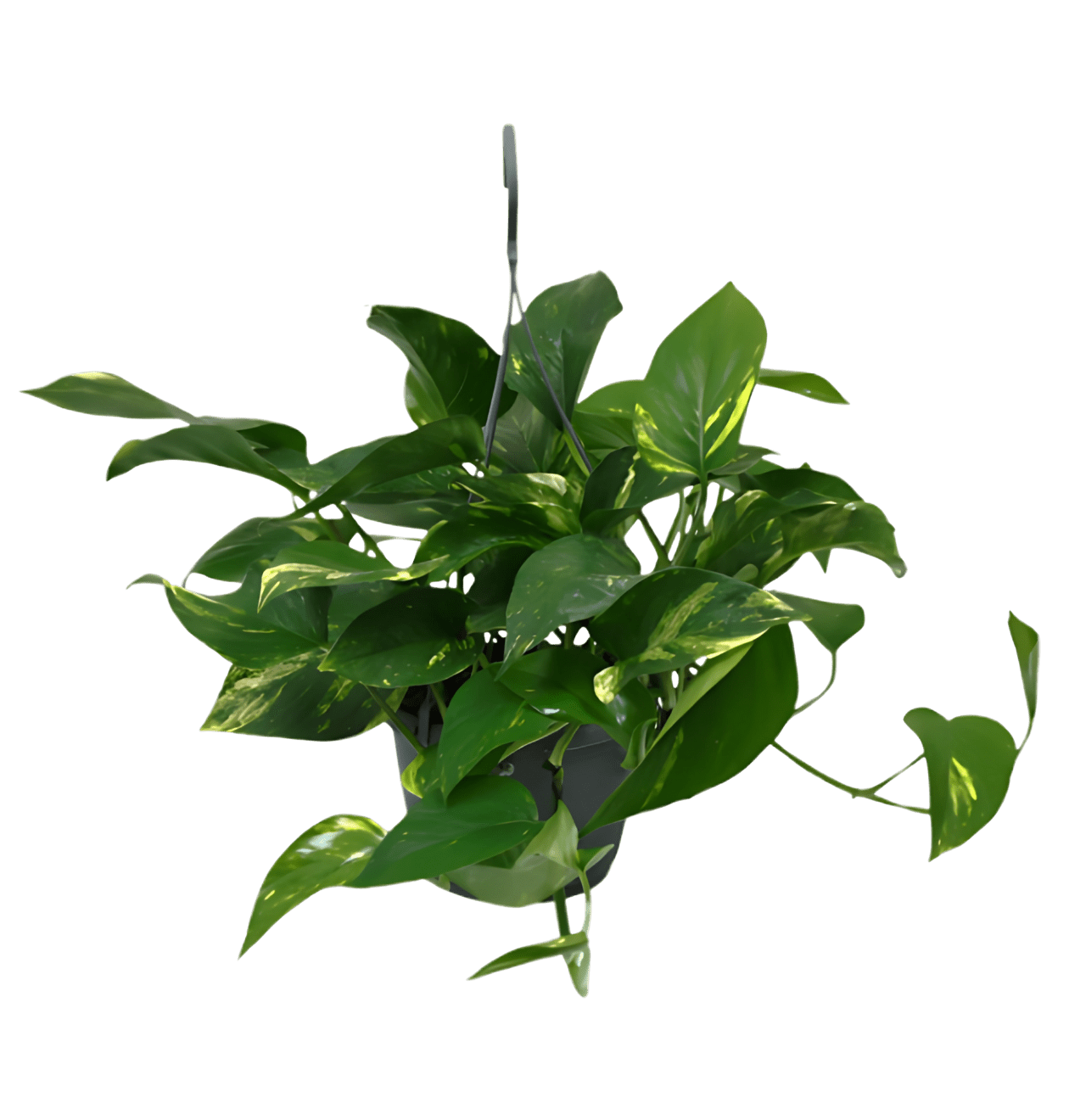 Efeutute (hängend) | 3er - Set | Epipremnum aureum | ca. 30 - 35 cm | Ø 12 - 15 cm Topf - Blume Ideal