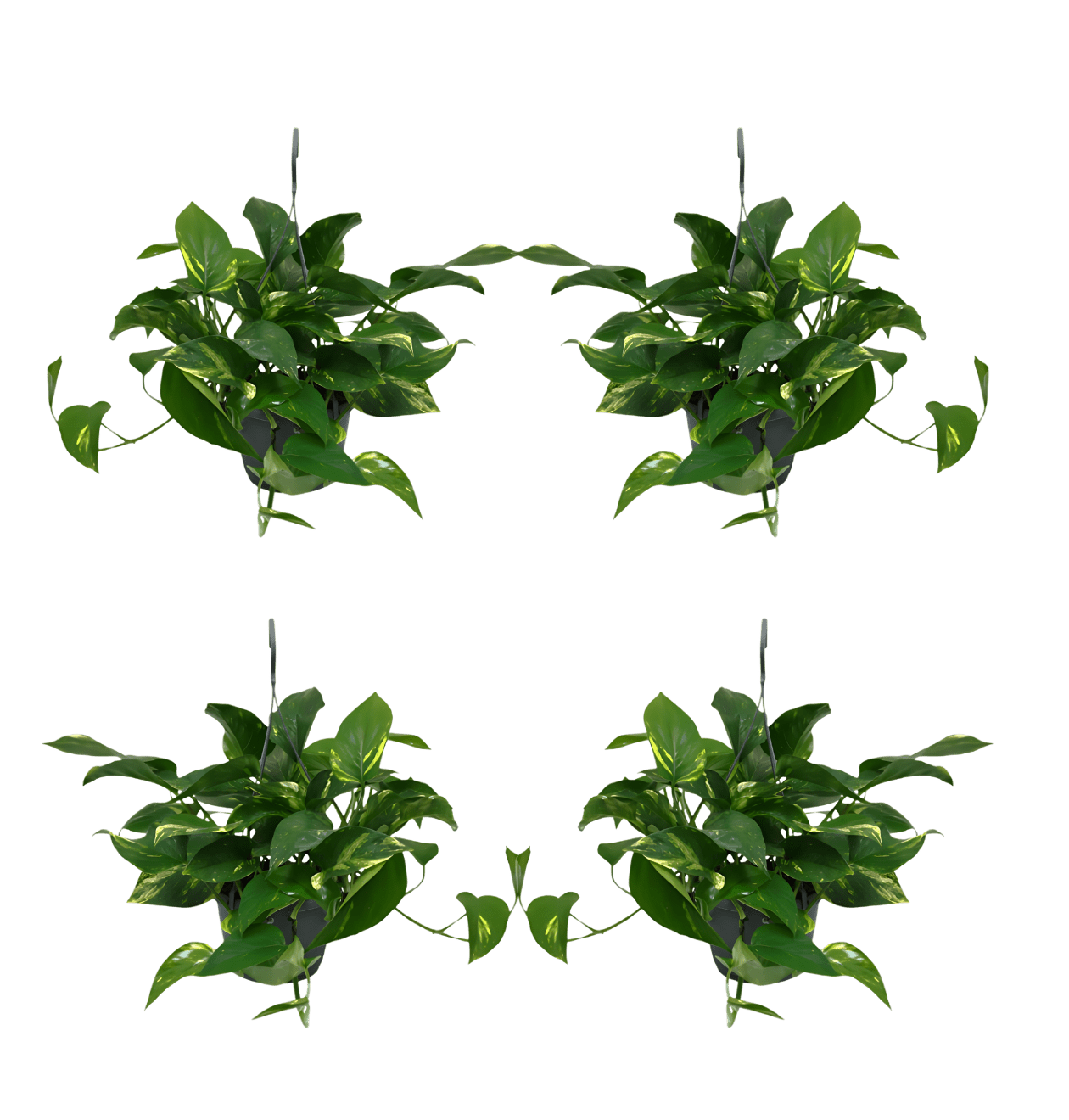 Efeutute (hängend) | 4er - Set | Epipremnum aureum | ca. 30 - 35 cm | Ø 12 - 15 cm Topf - Blume Ideal