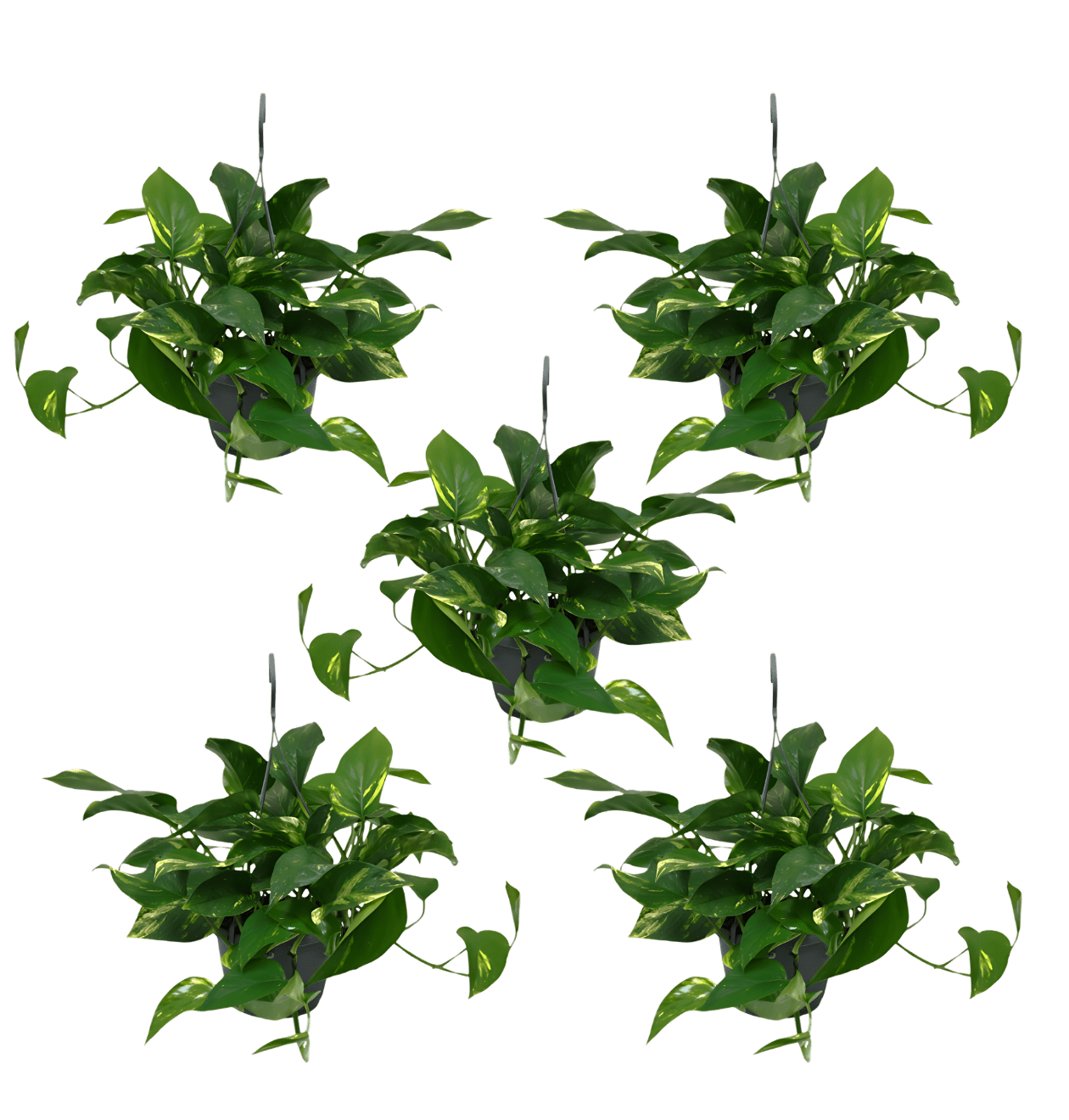 Efeutute (hängend) | 5er - Set | Epipremnum aureum | ca. 30 - 35 cm | Ø 12 - 15 cm Topf - Blume Ideal