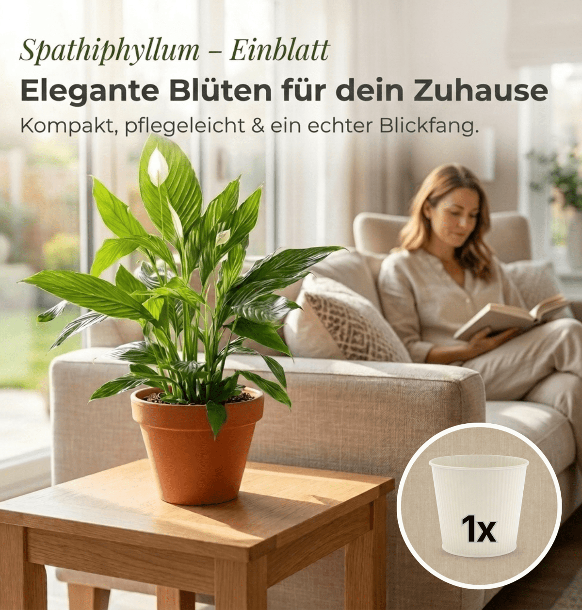 Einblatt + 1x Cremefarbener Zinktopf | Spathiphyllum | ca. 40-50 cm | Ø 12-15 cm Topf - Blume Ideal