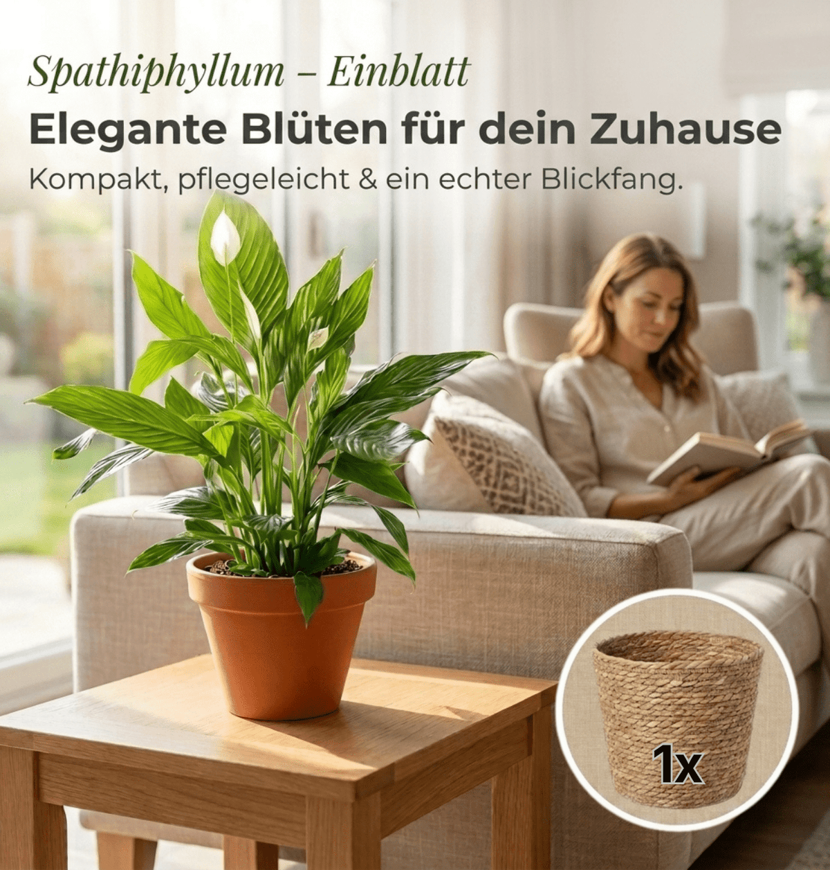 Einblatt + 1x Seegraskorb | Spathiphyllum | ca. 40-50 cm | Ø 12-15 cm Topf - Blume Ideal