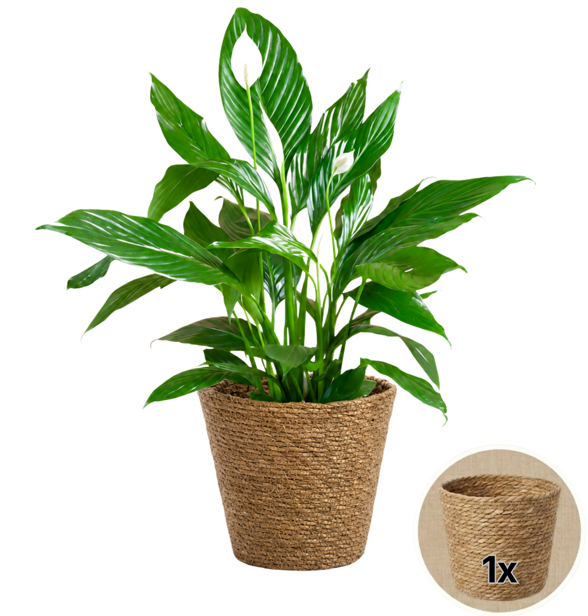 Einblatt + 1x Seegraskorb | Spathiphyllum | ca. 40-50 cm | Ø 12-15 cm Topf - Blume Ideal