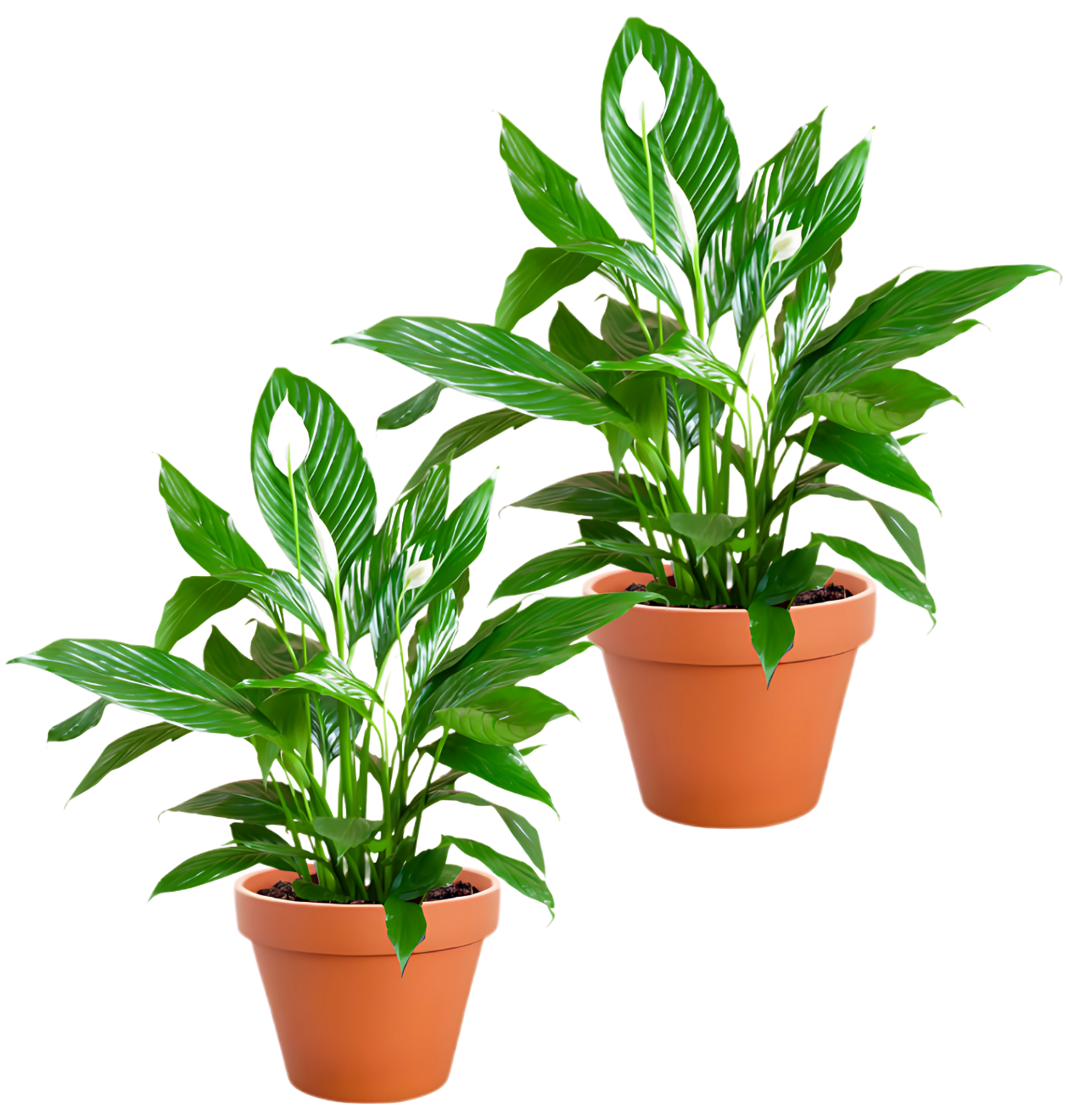 Einblatt | 2er - Set | Spathiphyllum | ca. 40 - 50 cm | Ø 12 - 15 cm Topf - Blume Ideal